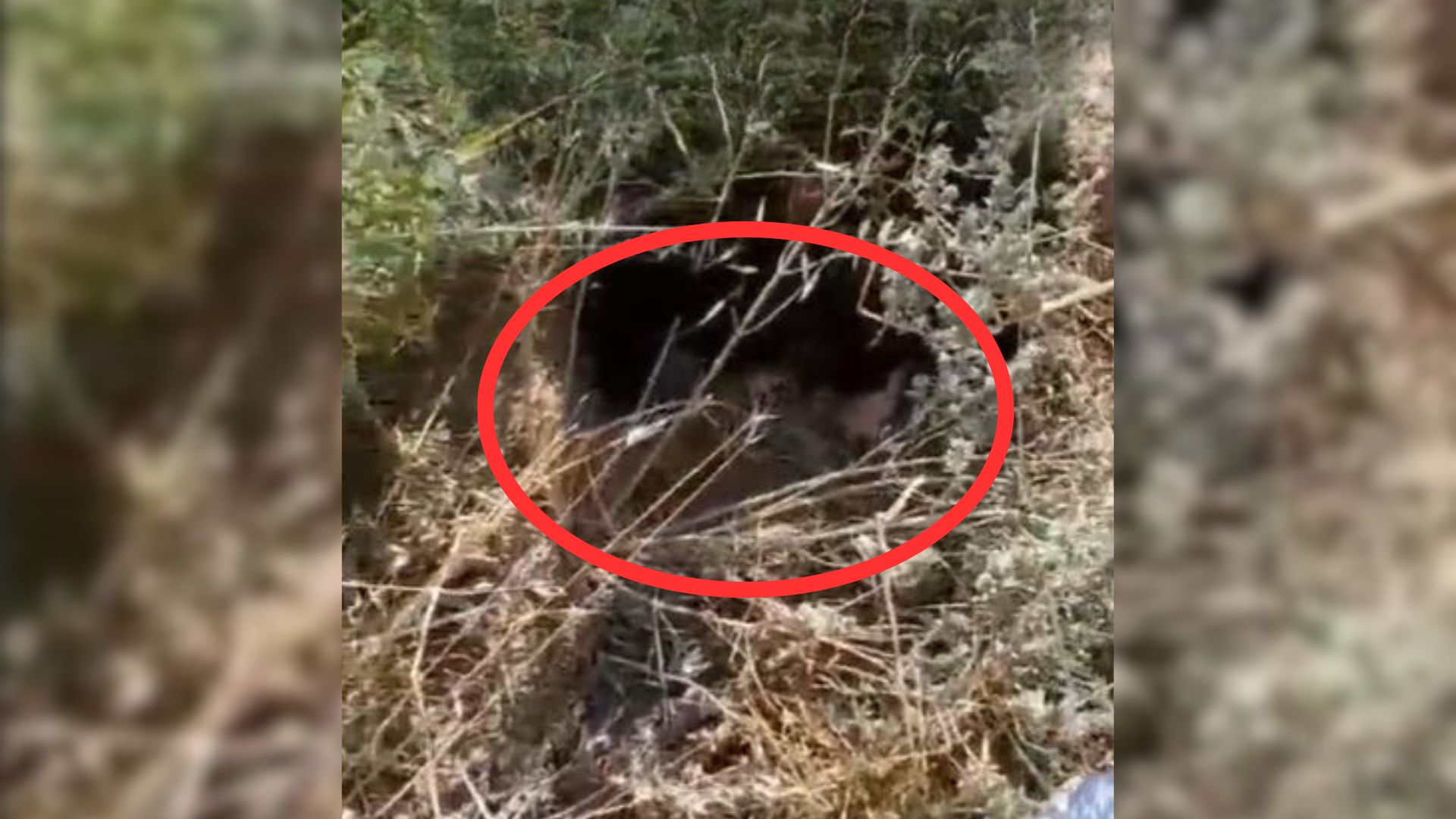 A Worker Found The Poor Puppies Abandoned Outside The Shelter In Unbearable Heat