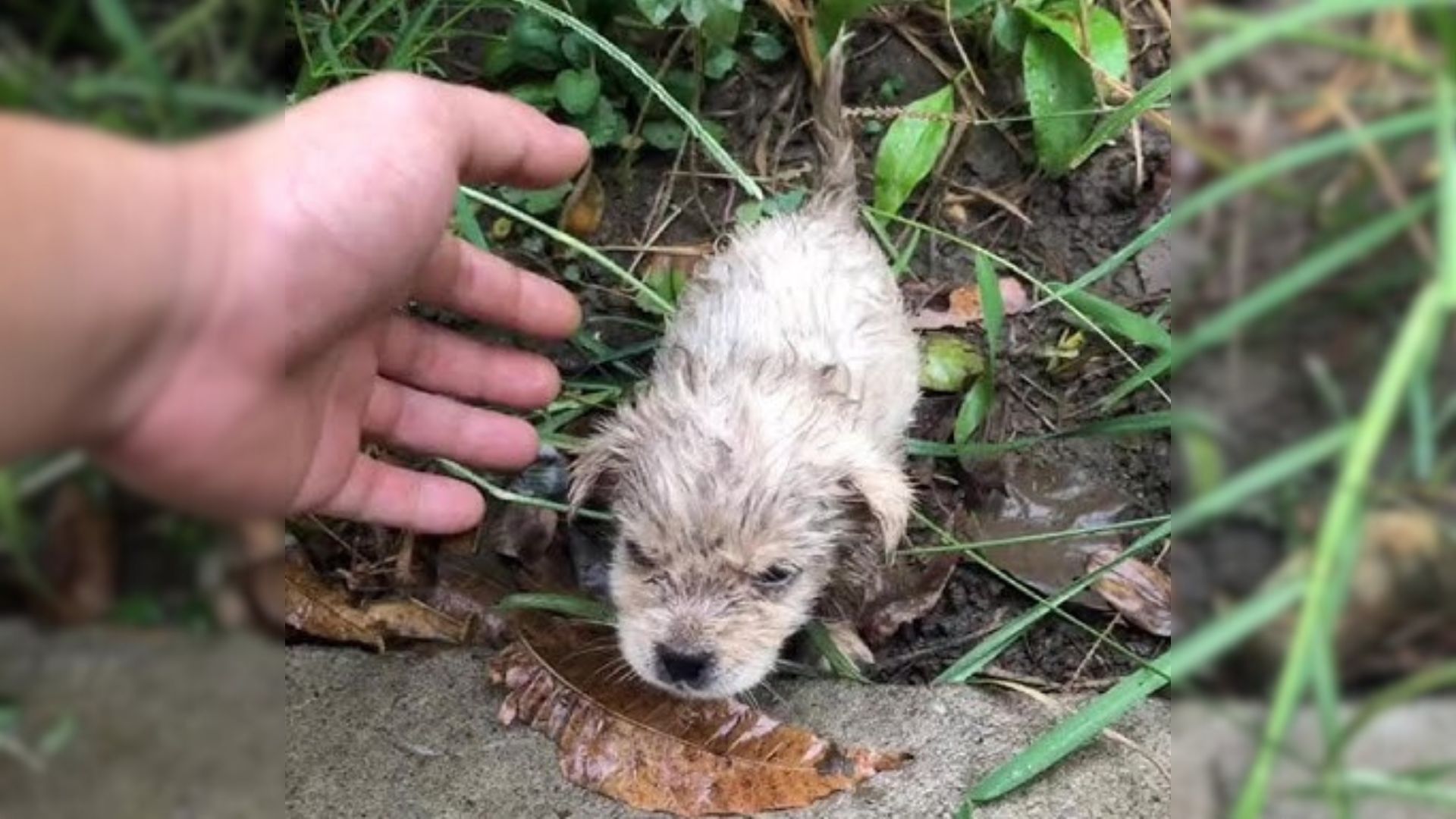 Abandoned By Everyone, Without His Mother, He Shivered In The Cold And Begged For Help