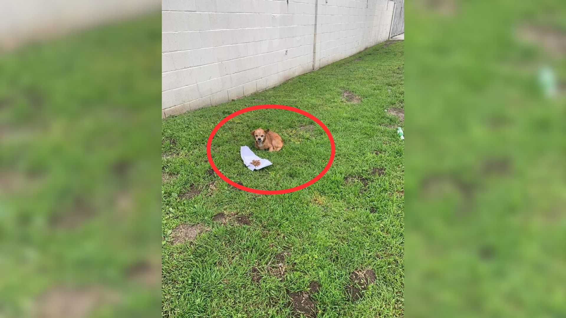 Abandoned Dog Waited 2 Weeks For His Owner To Return, But Then He Met Someone Special