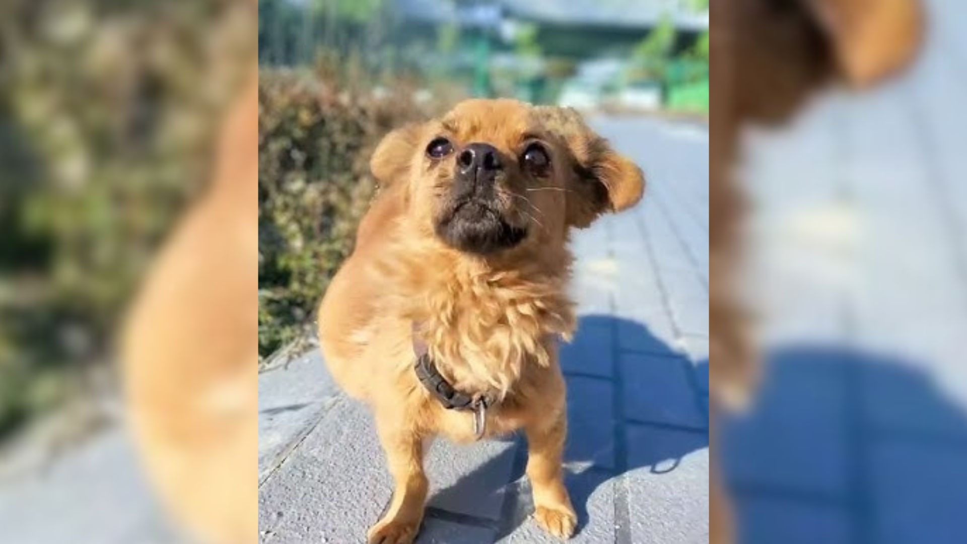 abandoned dog with giant belly