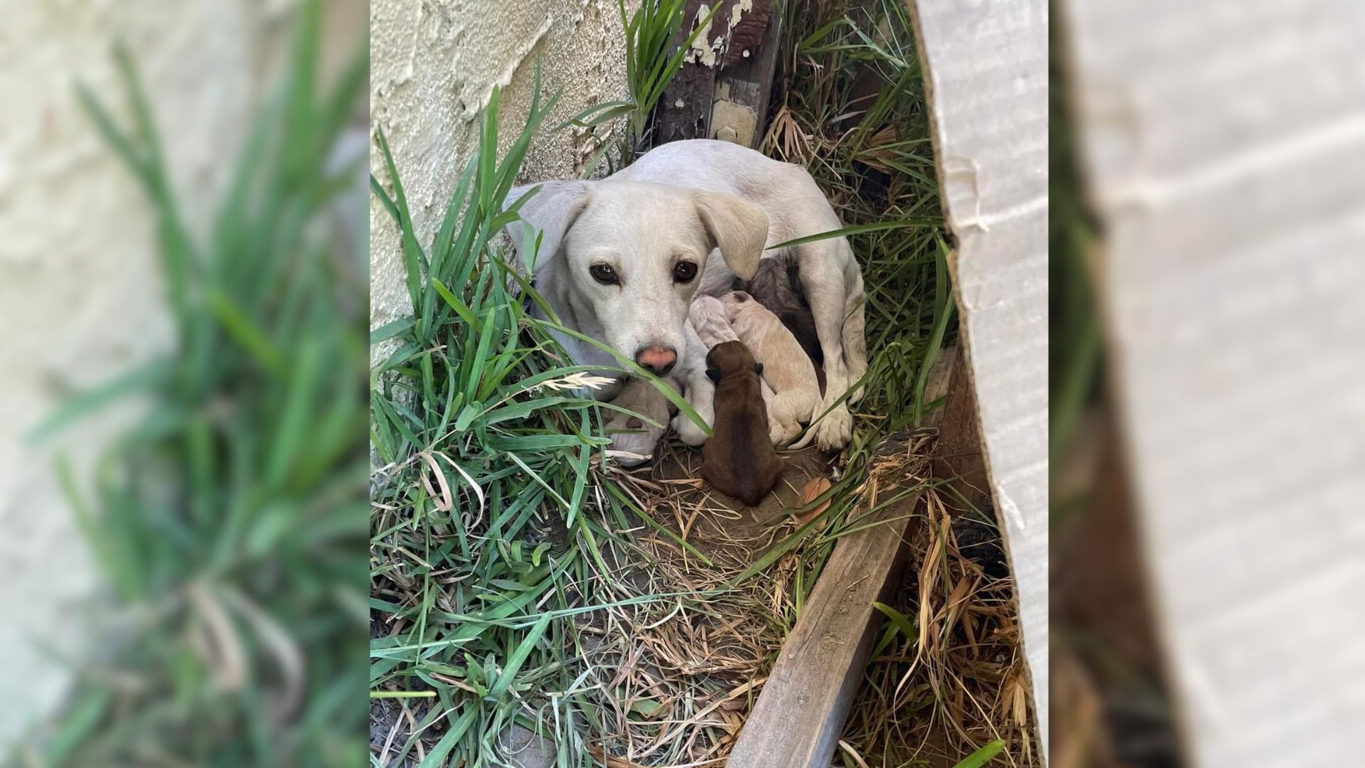 Abandoned Mom Dog Had To Give Birth To Her Babies Alone, But Then Kind People Came To Help