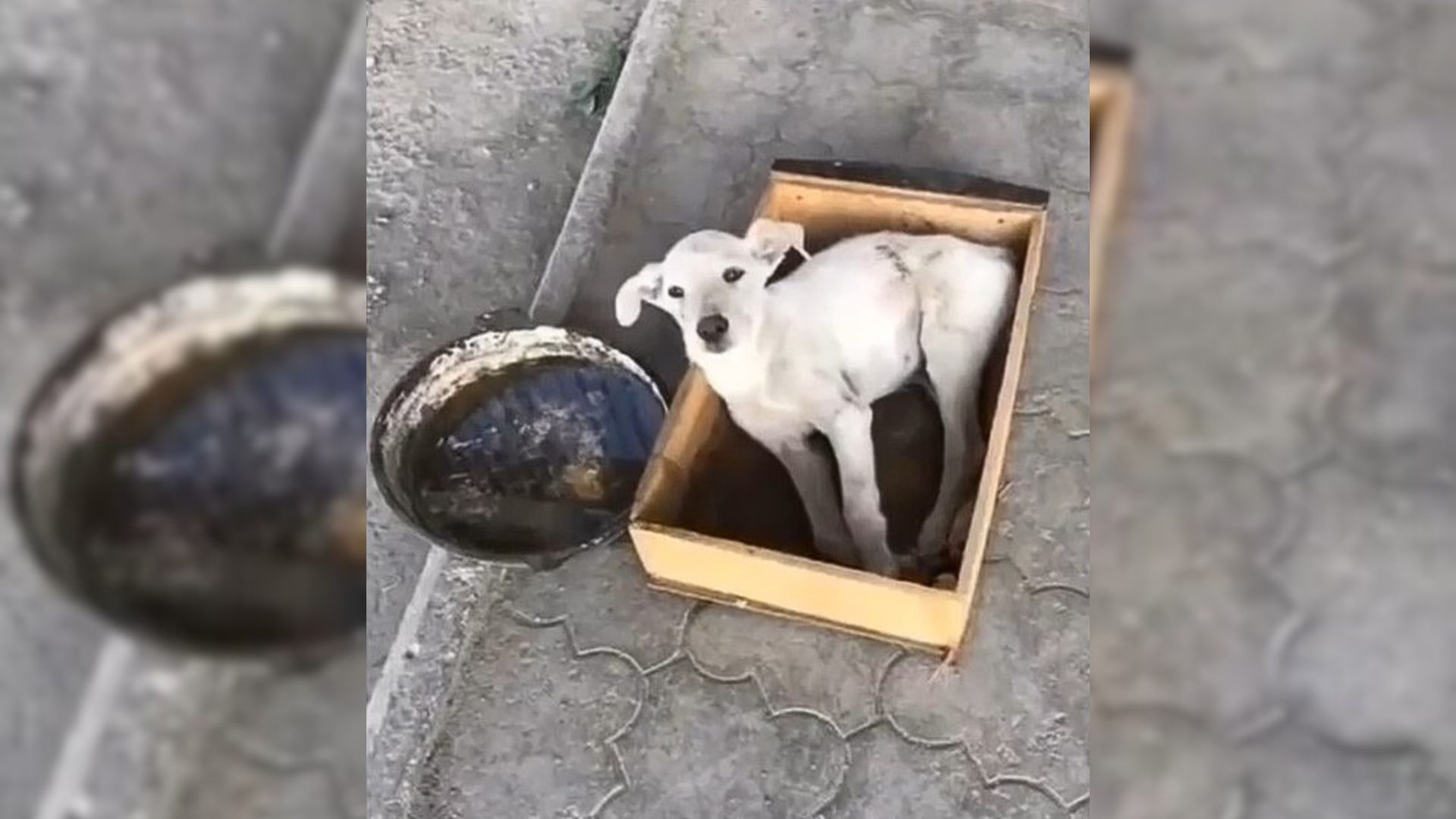 Dog With Broken Spine Dumped On The Road Watches Cars Go By, Hoping For A Rescuer