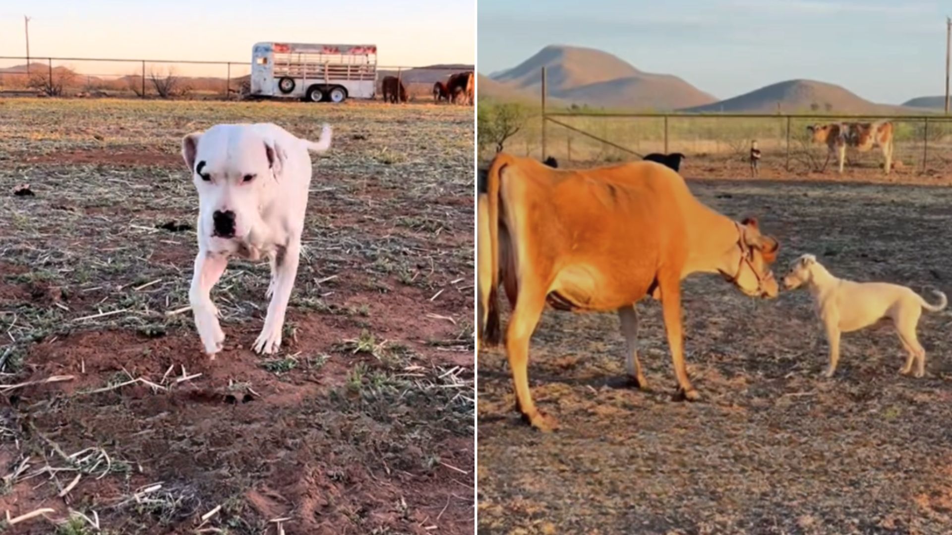 deaf pitbull