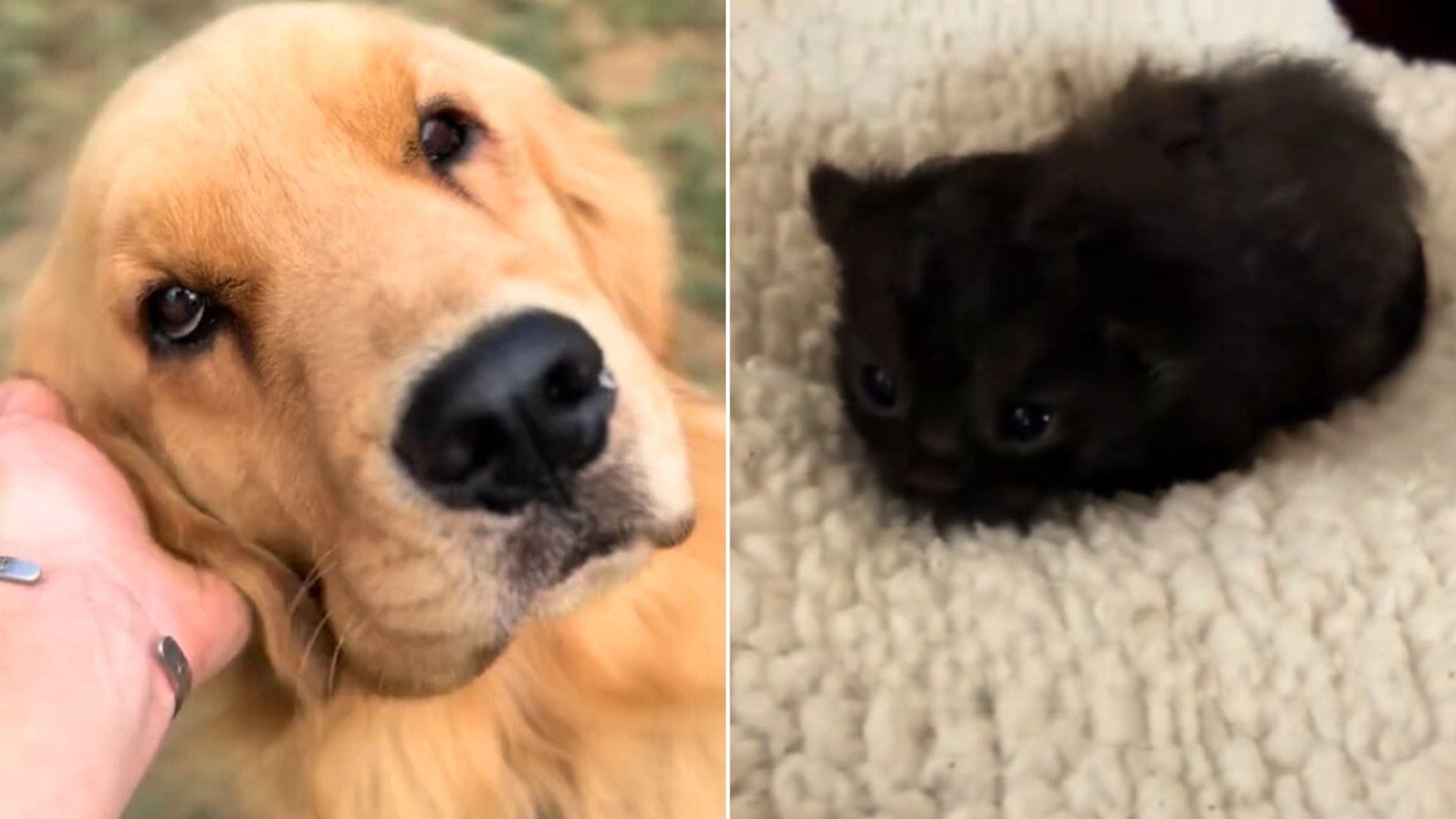 golden retriever and a kitten