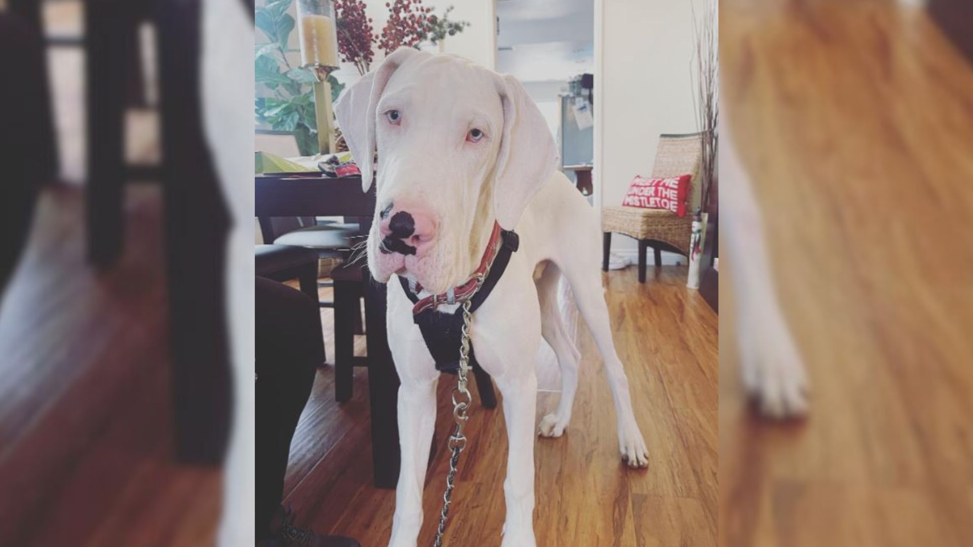 Adorable Great Dane Who Was Left In An Abandoned House Keeps Bringing Gifts To His Forever Mom