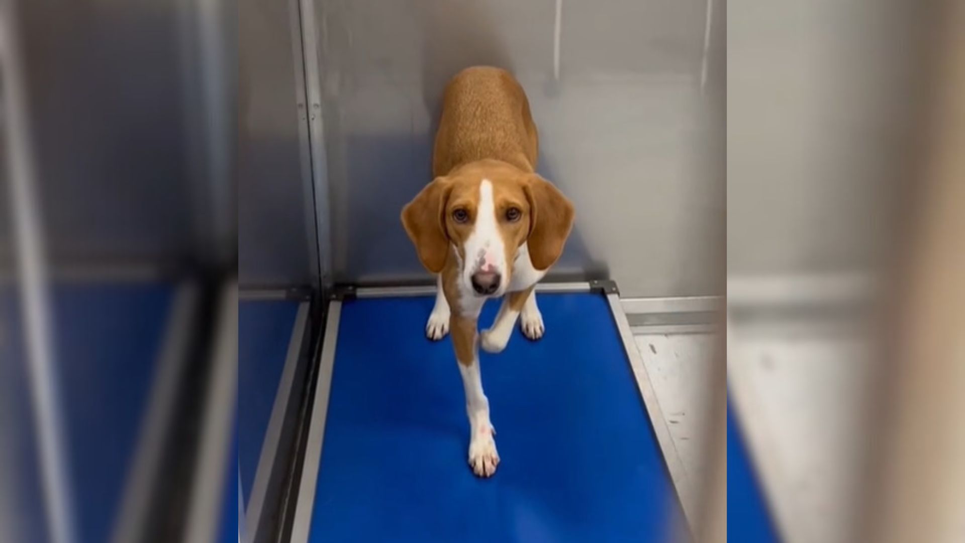 Adorable Pup Who Was Returned To Shelter 3 Times Just Wants To Find A Loving Family