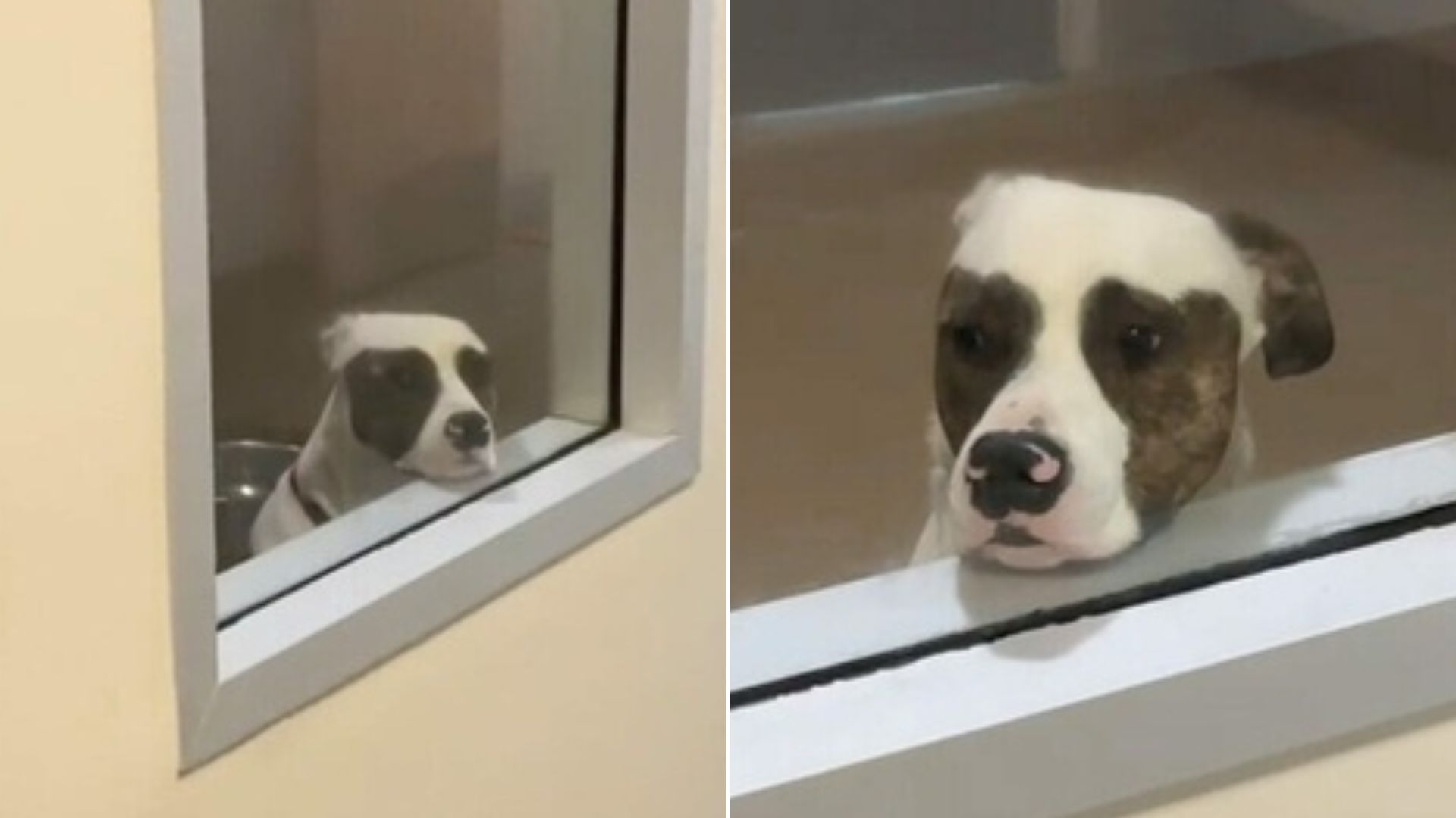 Adorable Shelter Pup Who Waited By His Kennel Window For Someone To Notice Him Finds Happiness