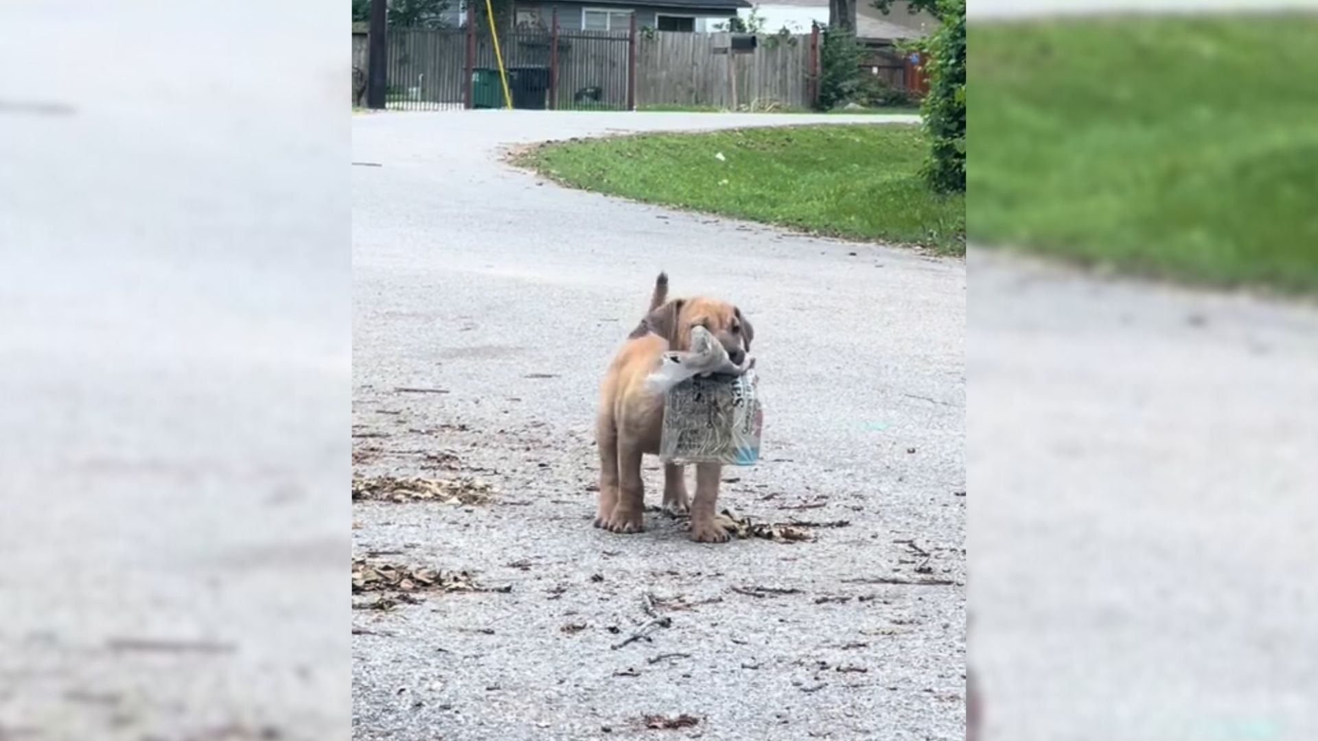 stray puppy carrying newspaper in mouth