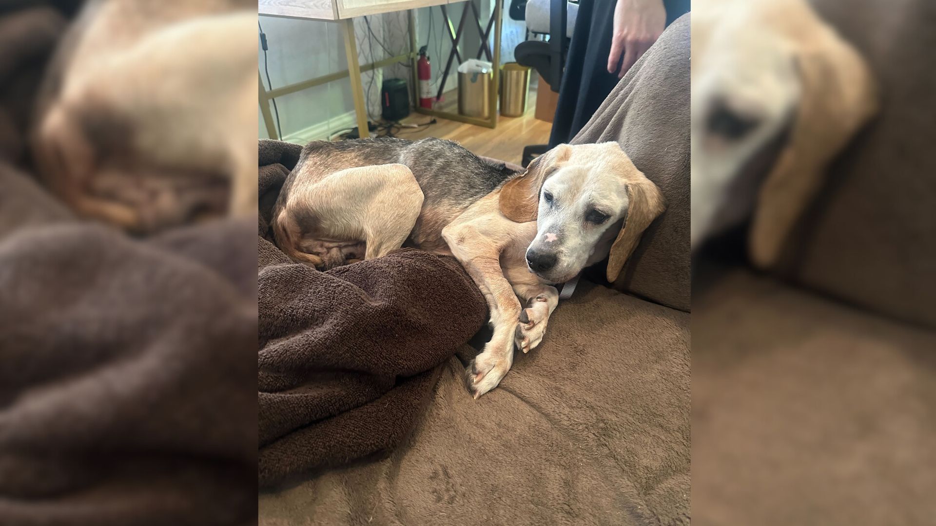 Neglected Senior Pup Finally Learns What Love Feels Like After He Meets His New Family