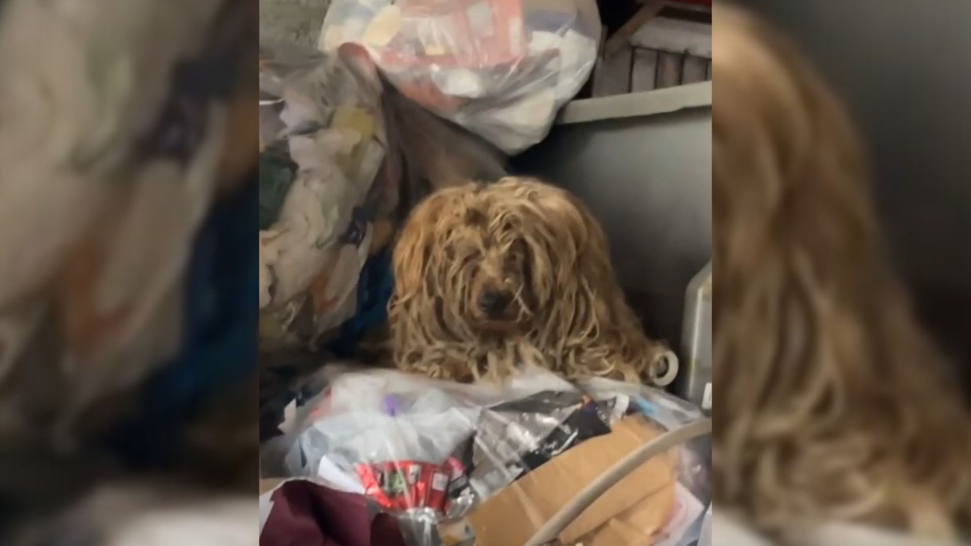 pup thrown in the dumpster