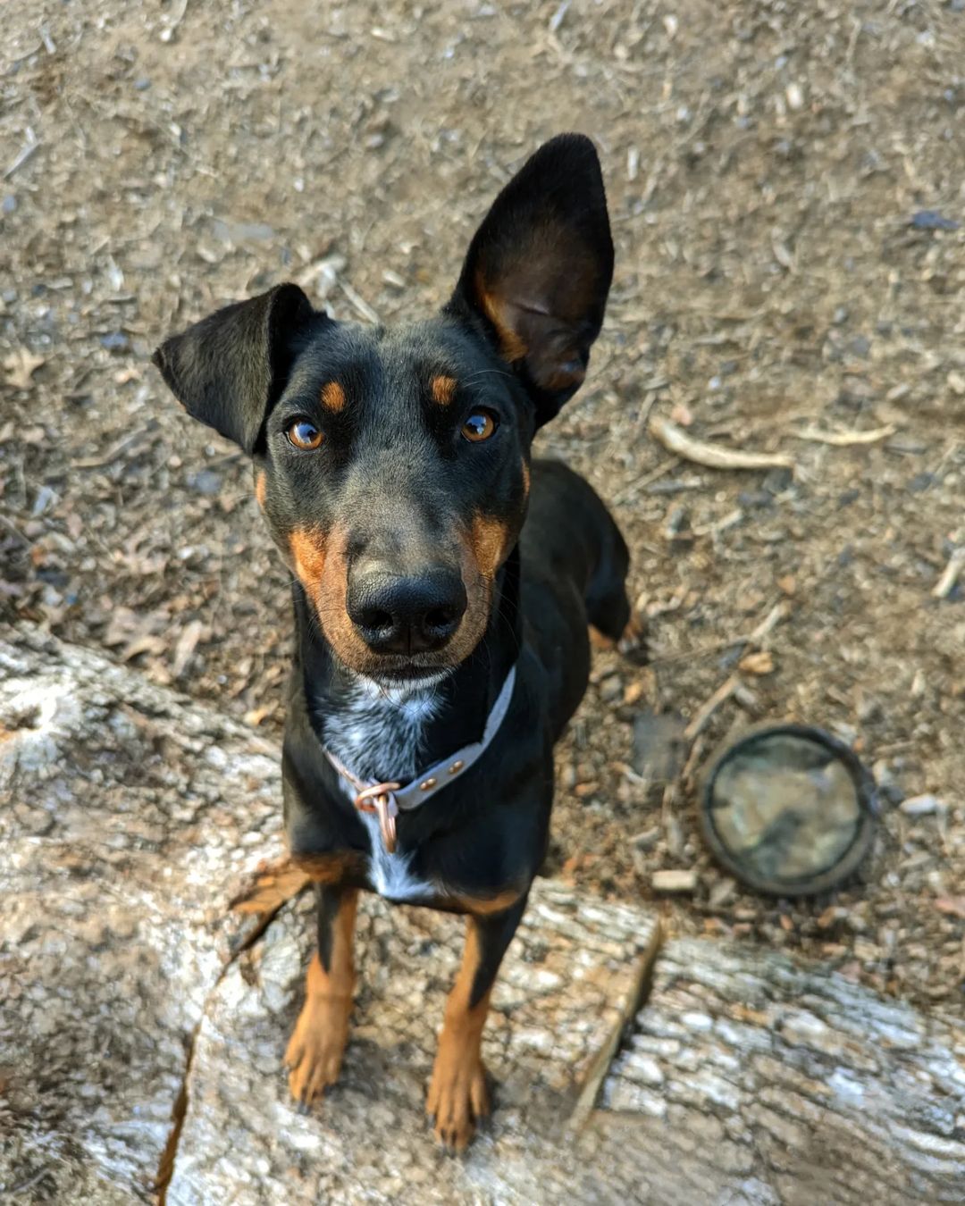 Beautiful adult black dog