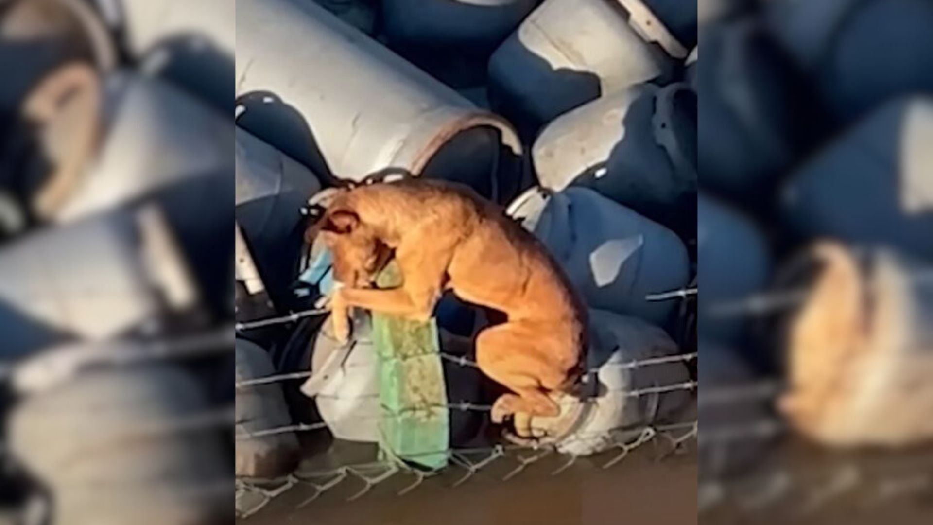 Boat Workers Spot Pup Clinging To Barbed Wire, Only To Pull Off The Most Heart-Stopping Rescue