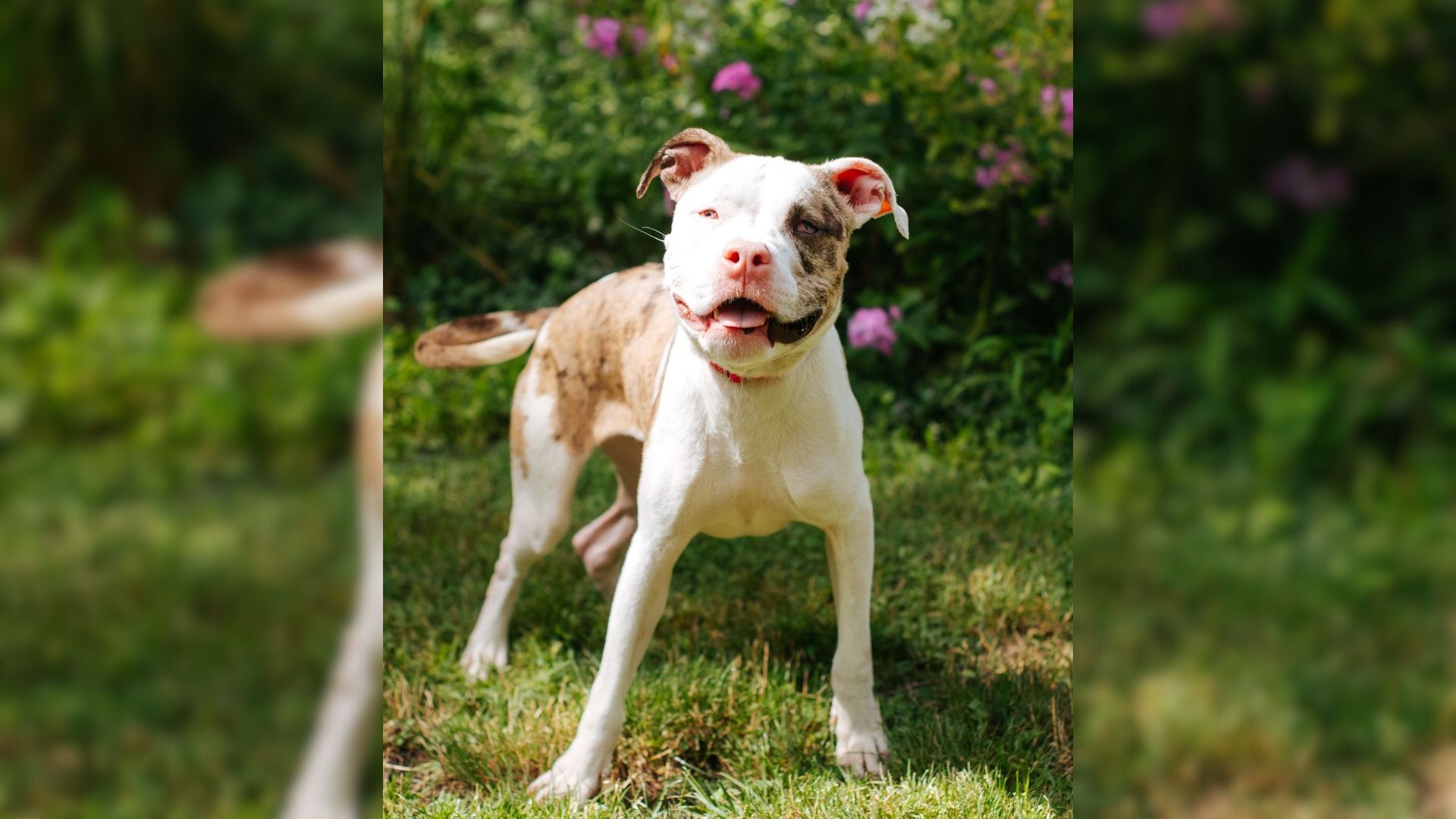 pit bull on the grass