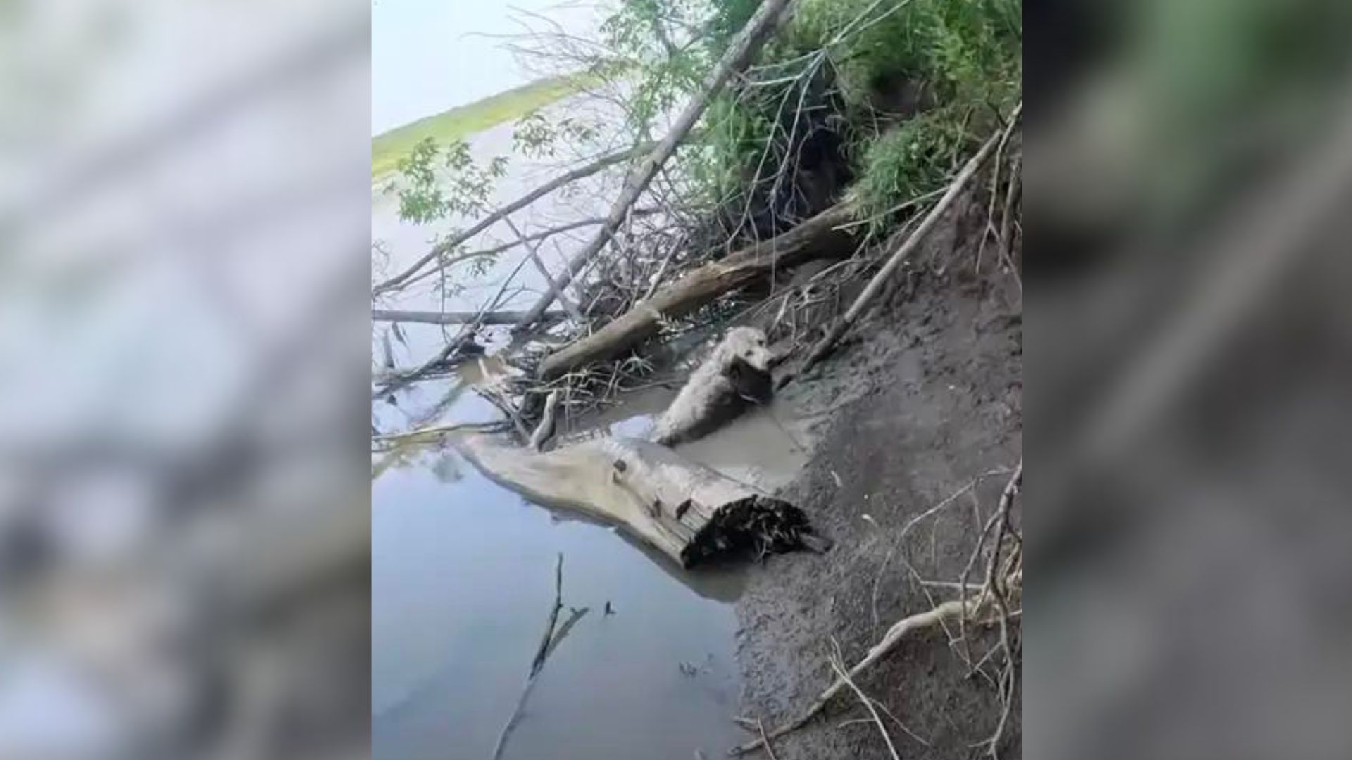 Famous Canoeist Shocked To Find Helpless Animal Stuck In Mud, Crying For Help