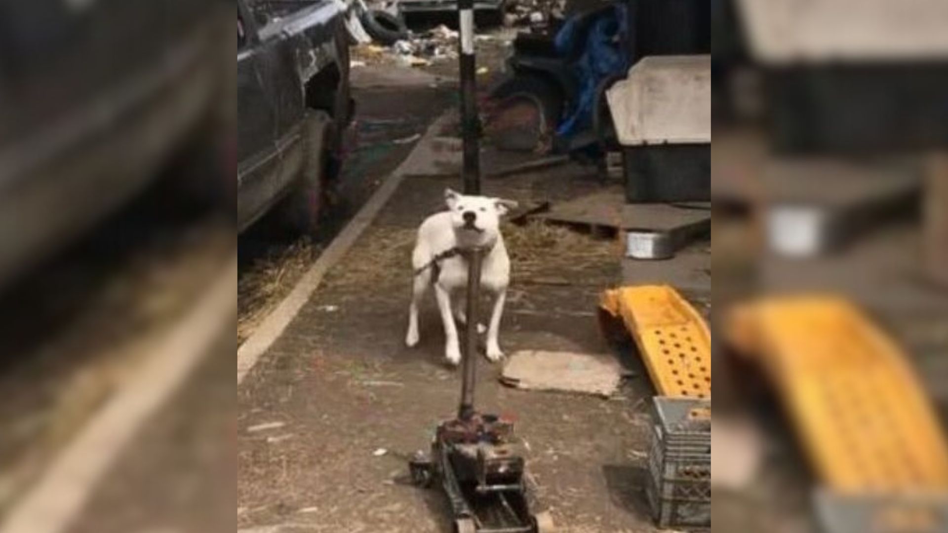 Chained Dog Couldn’t Contain Emotions When He Saw A Human Approaching Him After So Long