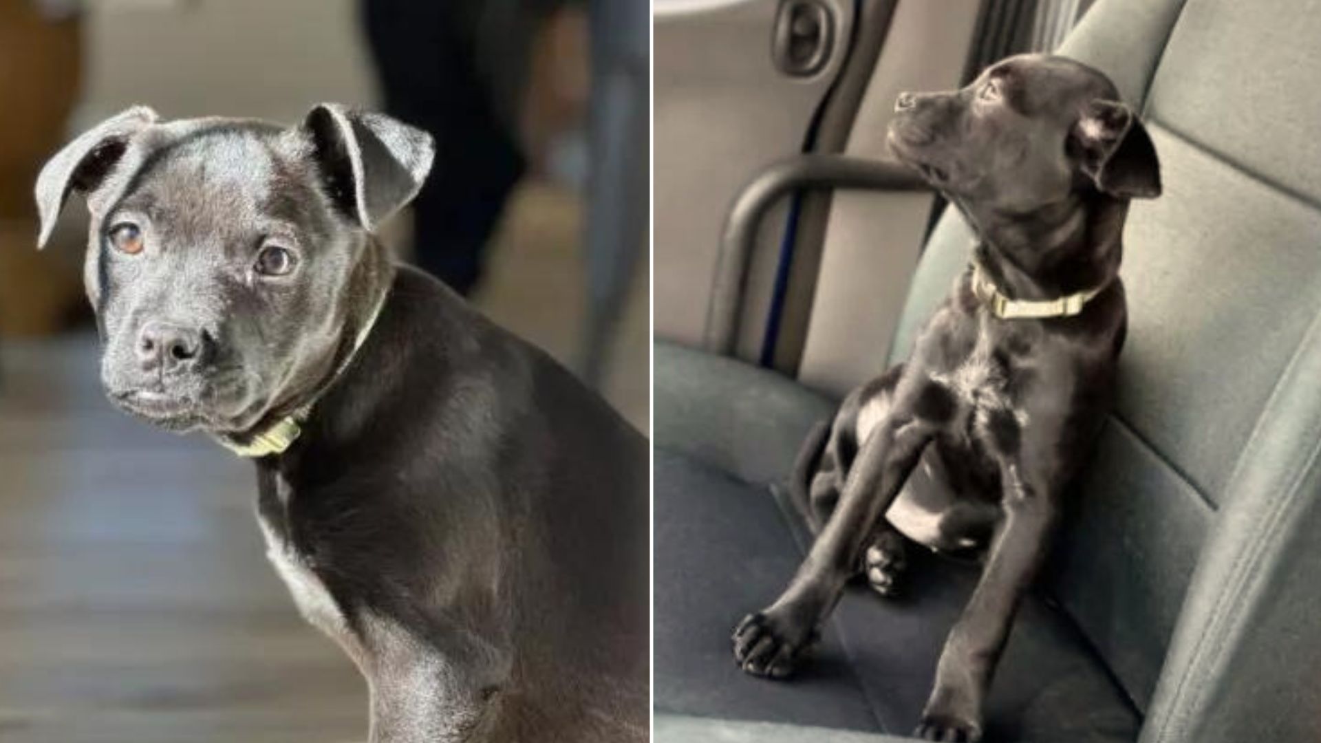 dog sitting on the seat