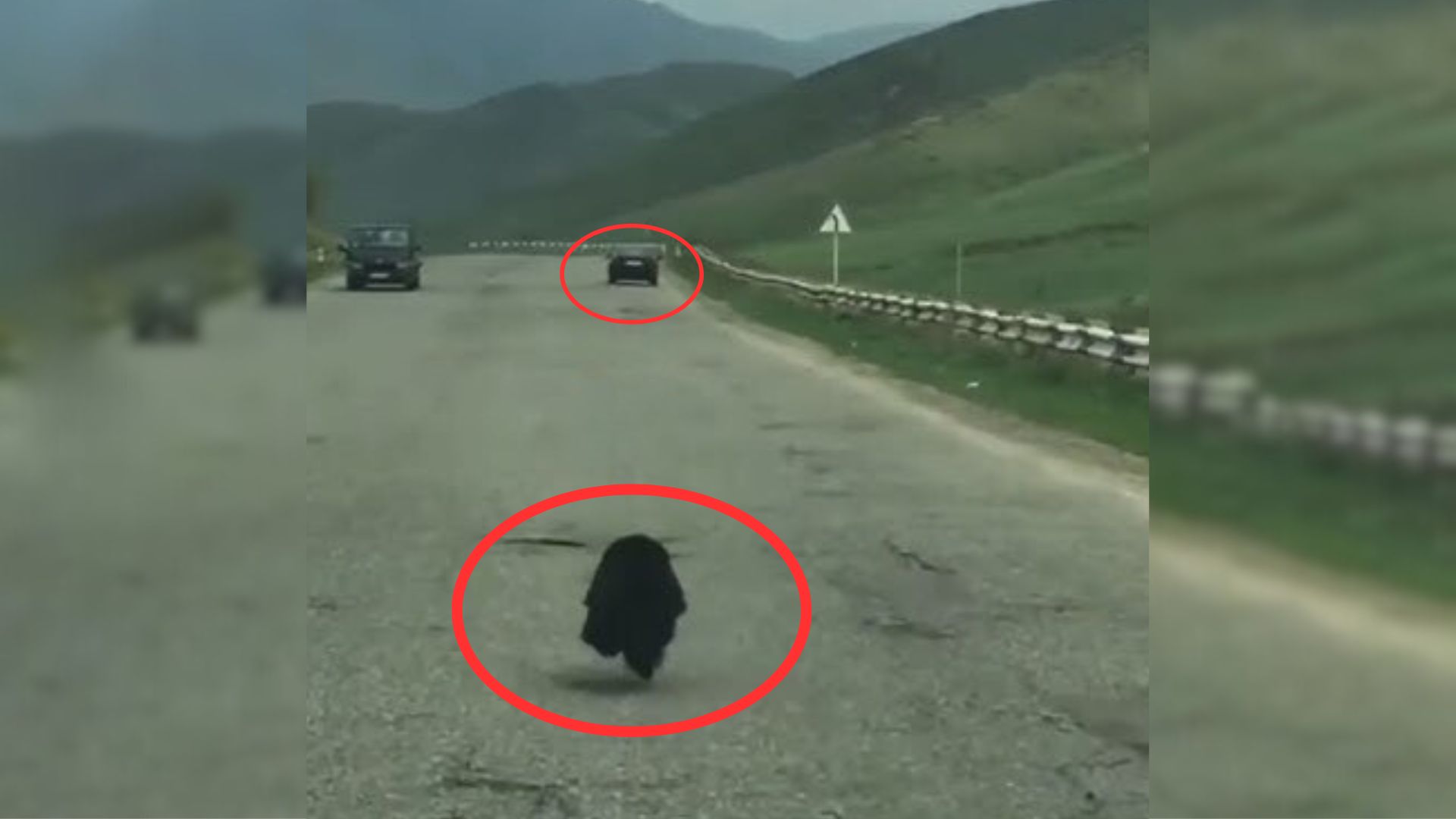 puppy running after car