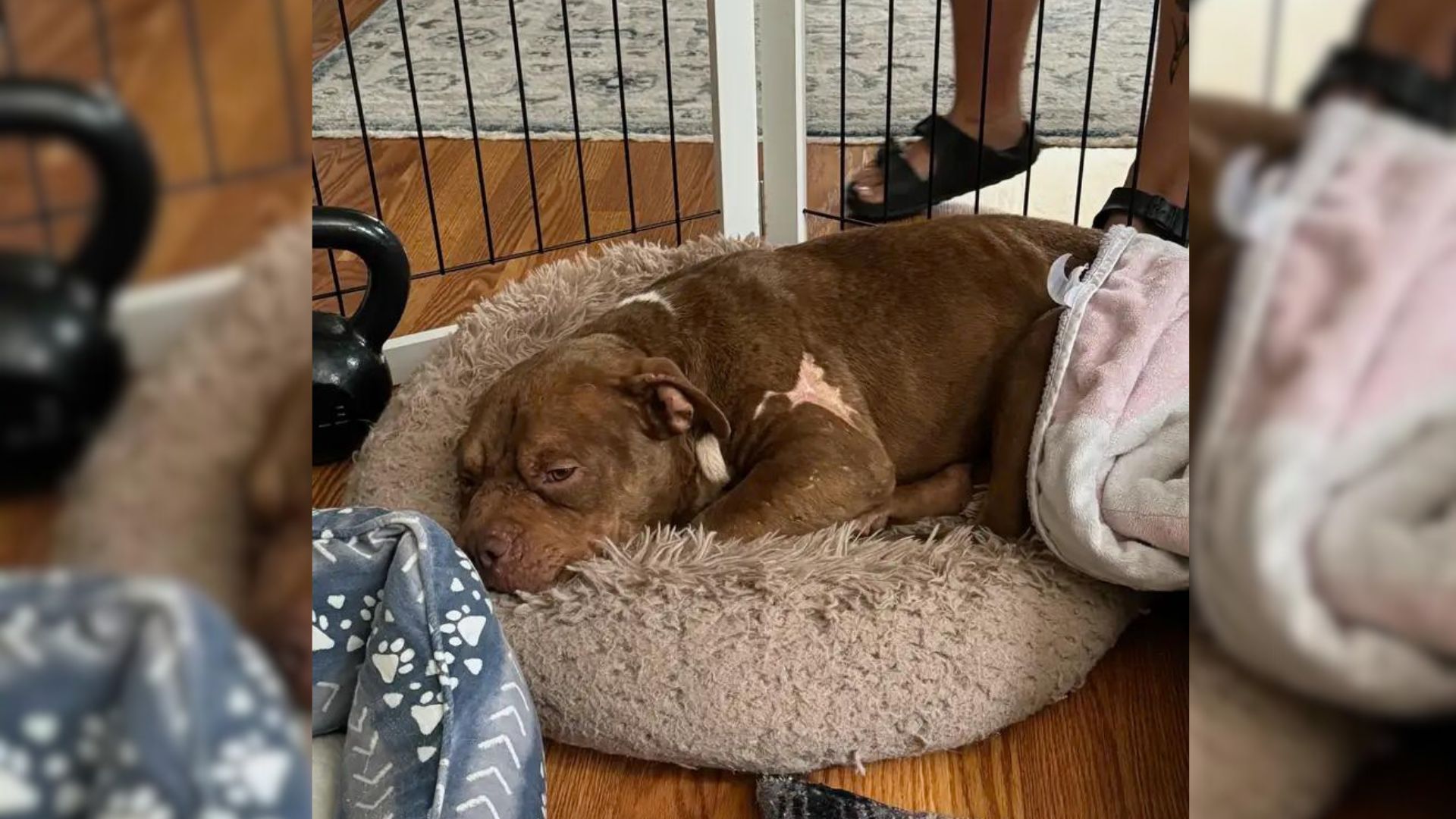 Couple Came Home From Vacation To Find An Injured Pup Who Ran Away From His Abusive Home In Their Backyard