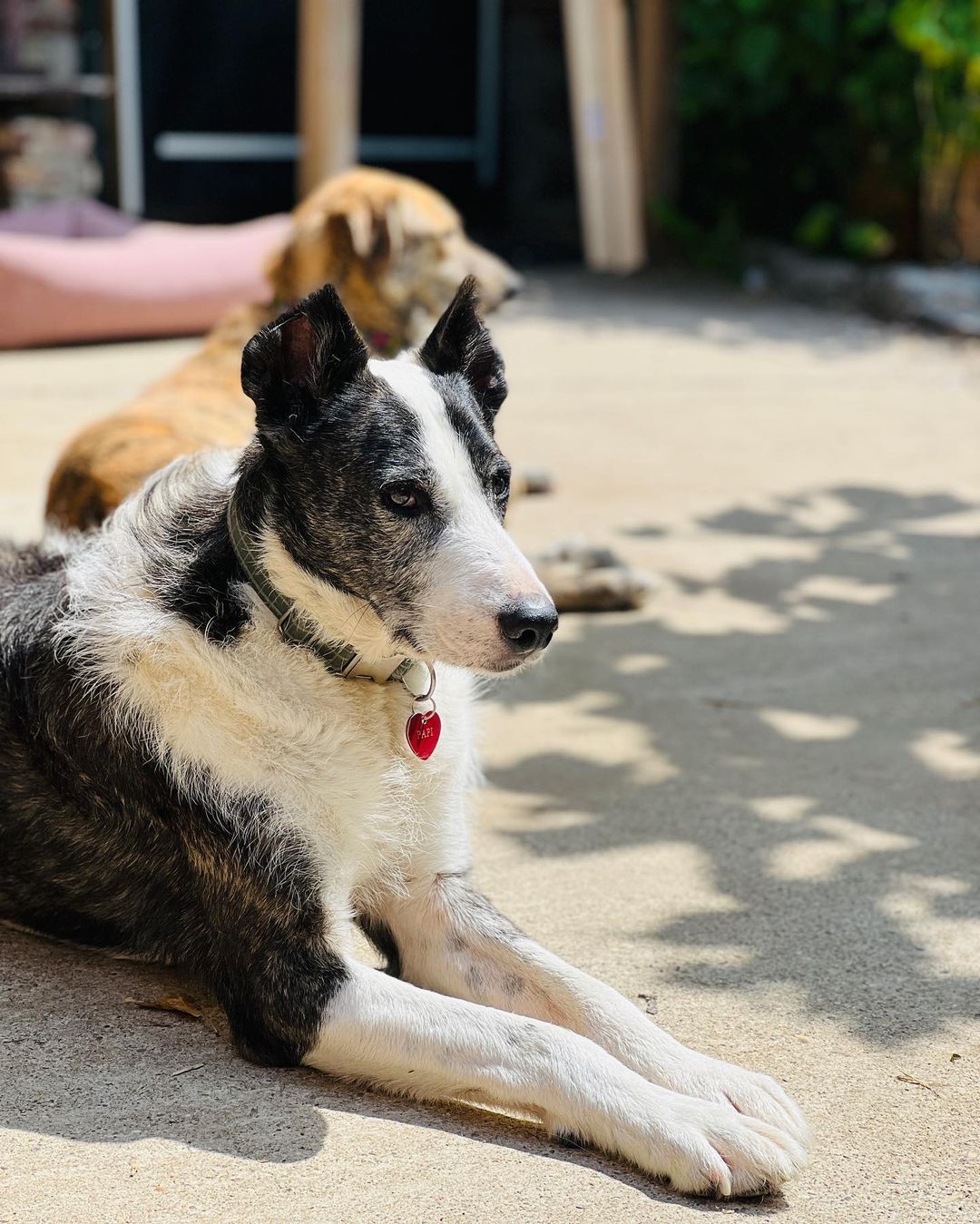 Cute old dog