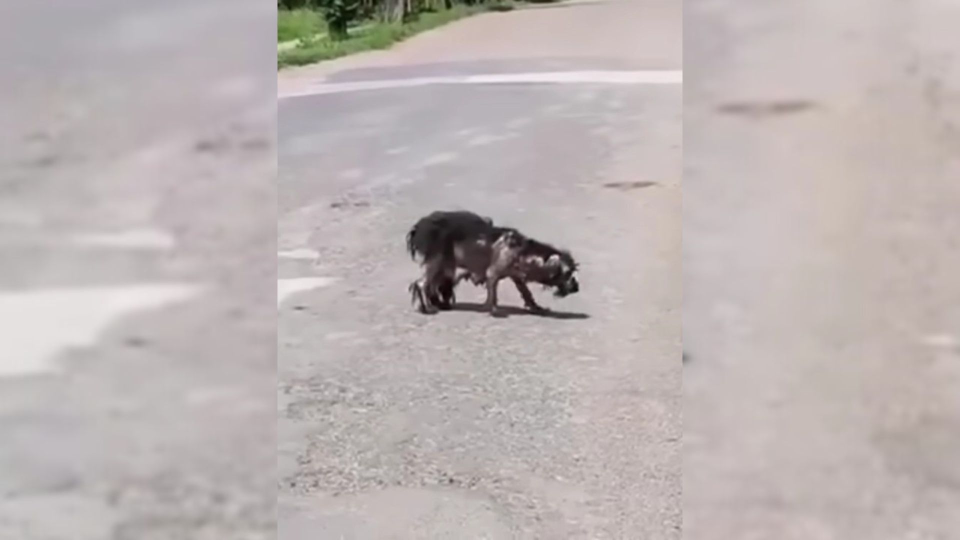 desperate mama dog