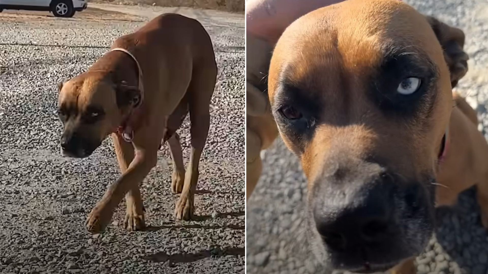 Desperate Mama Dog Noticed A Woman Near The Road And Politely Asked Her To Help Her Babies