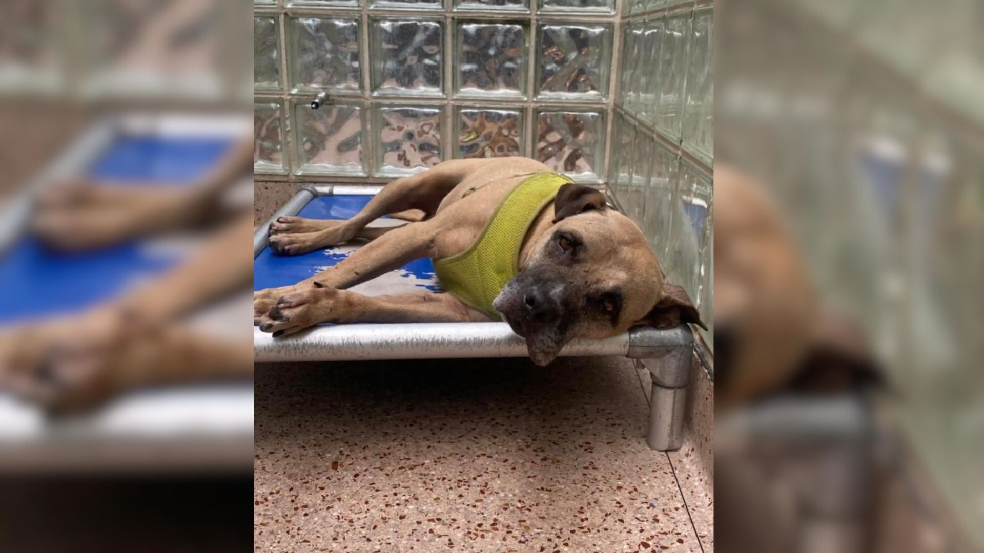 Dog Finds The Perfect Family, Then Goes Back To Pennsylvania Shelter After A Tragedy