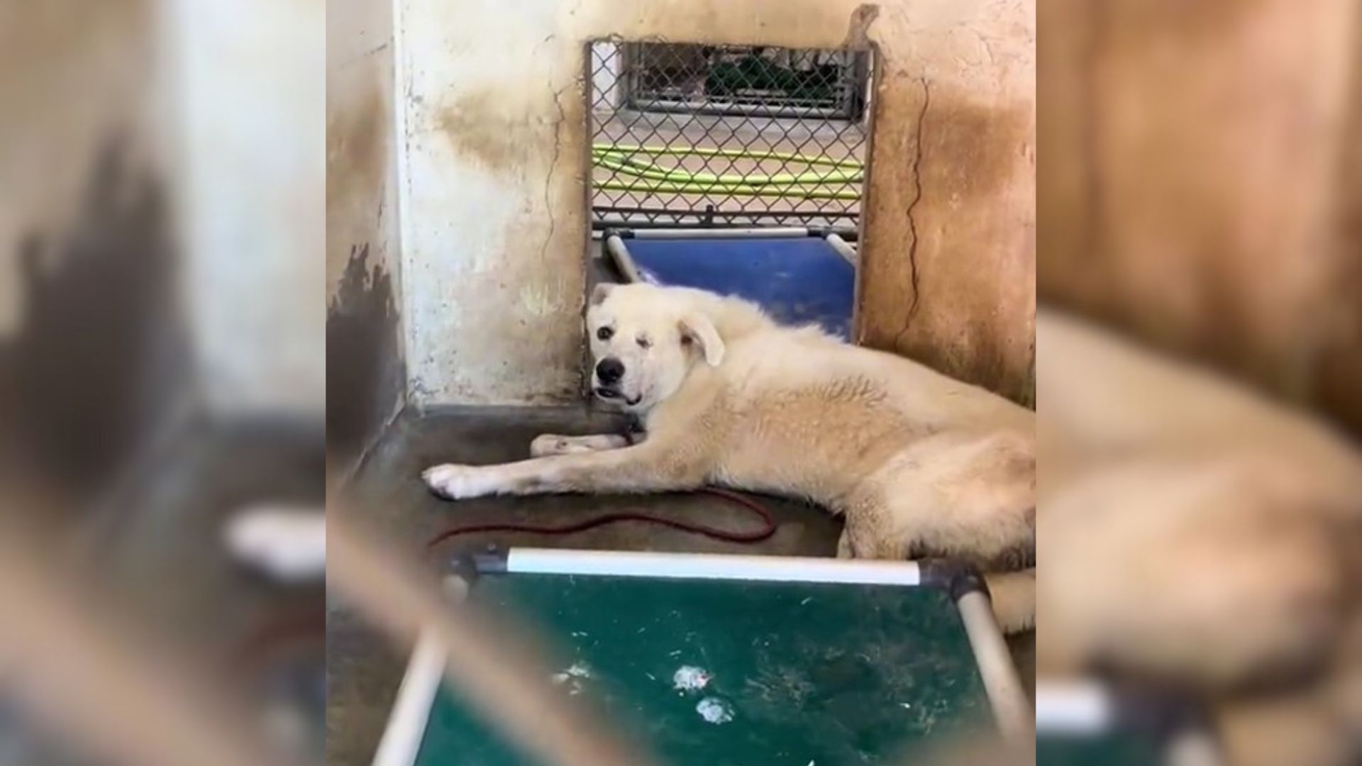 Dog With One Eye Continues To Suffer In The Shelter Heat In Unbearable Conditions