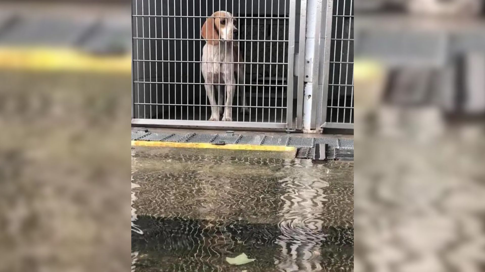 flooded shelter