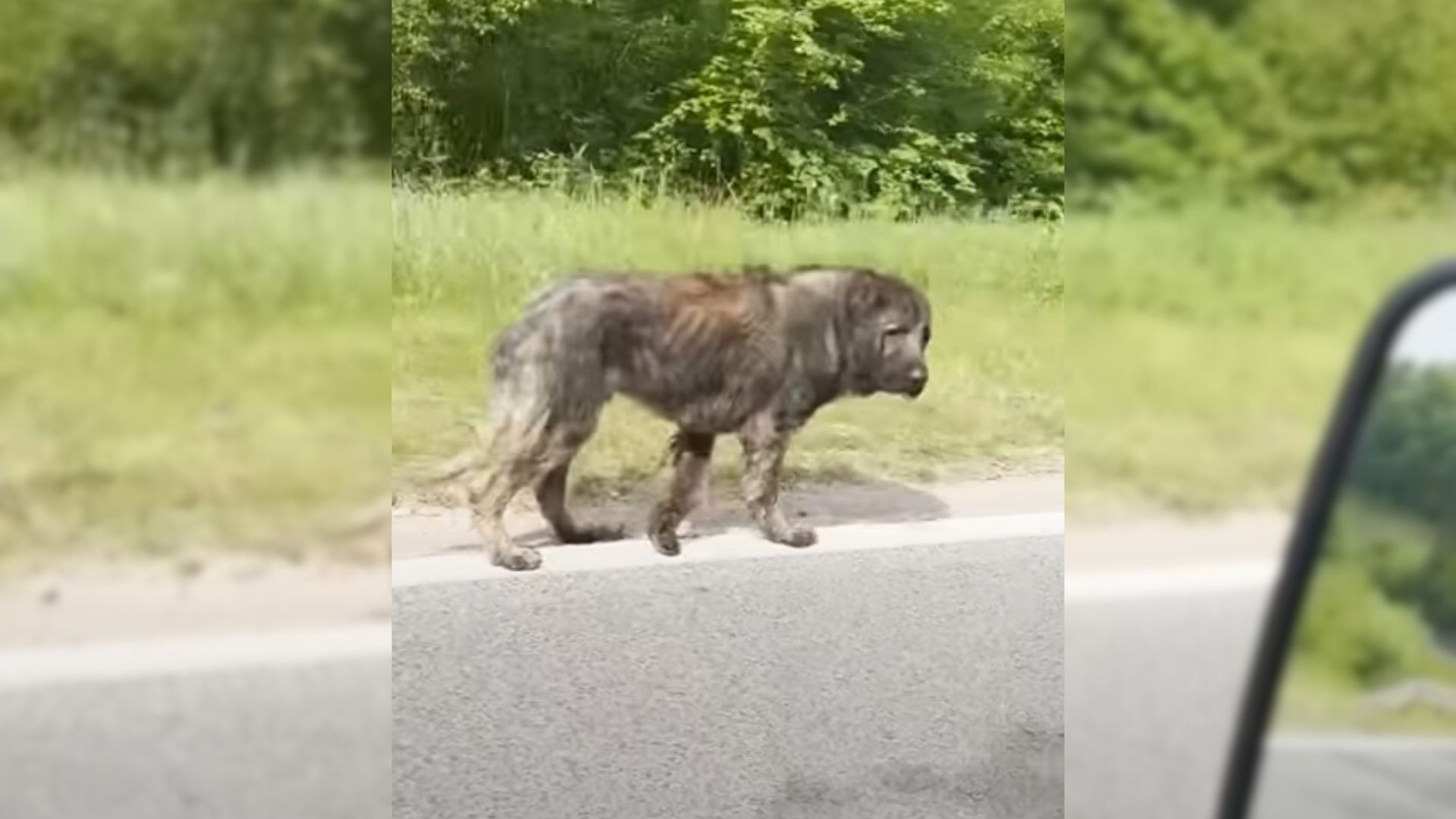 stray dog on the road walking