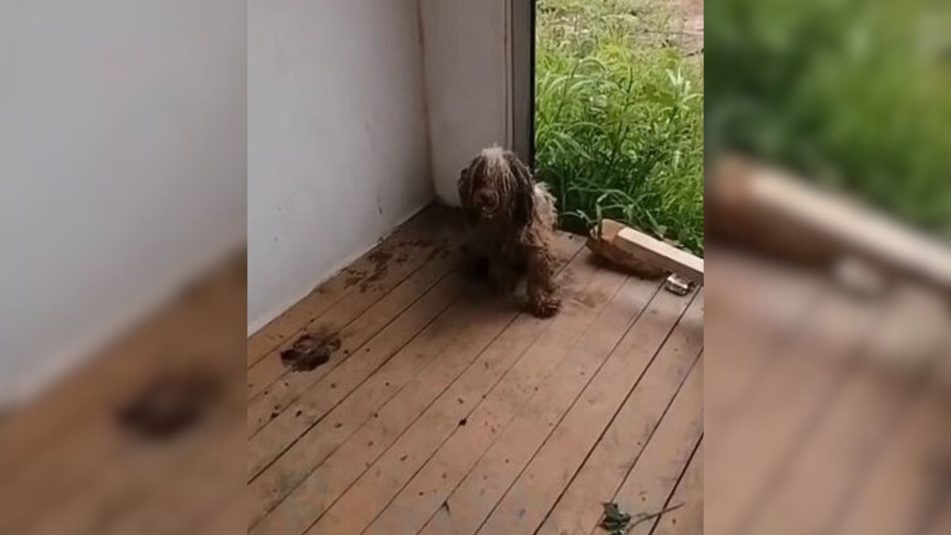 pup waiting for his owner