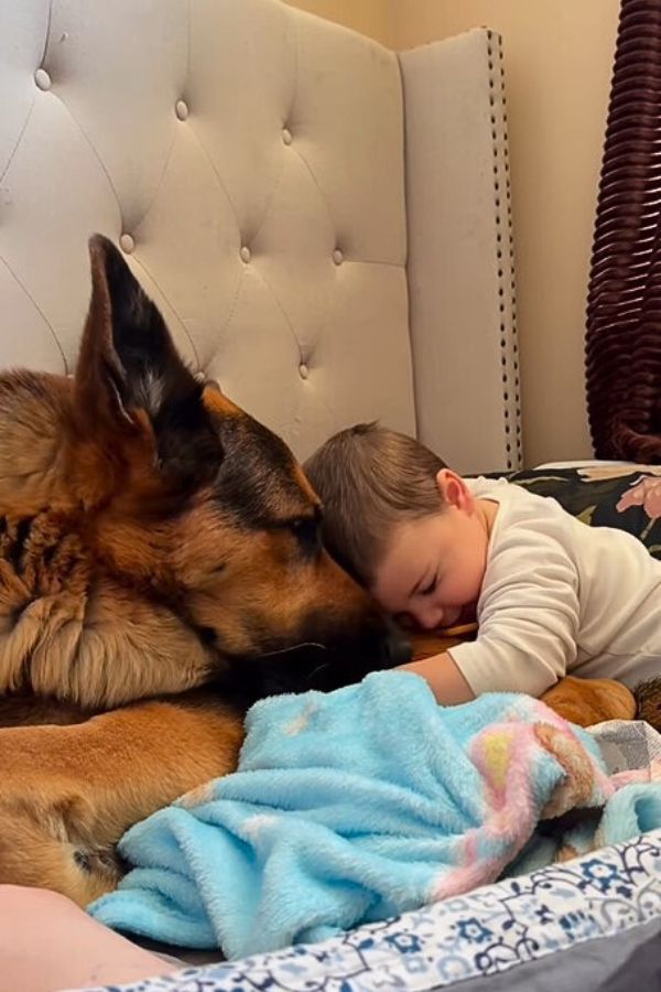 German Shepherd and baby