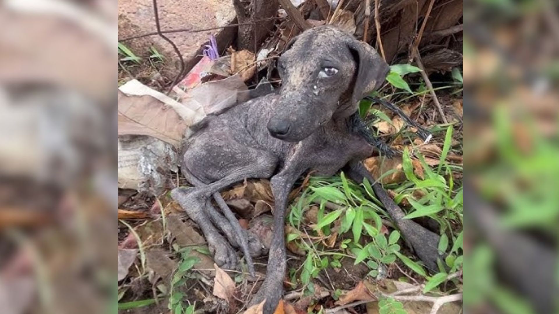 Heartbroken Dog Who Was Tied Up And Left To Perish In Trash Gets A Second Chance At Happiness