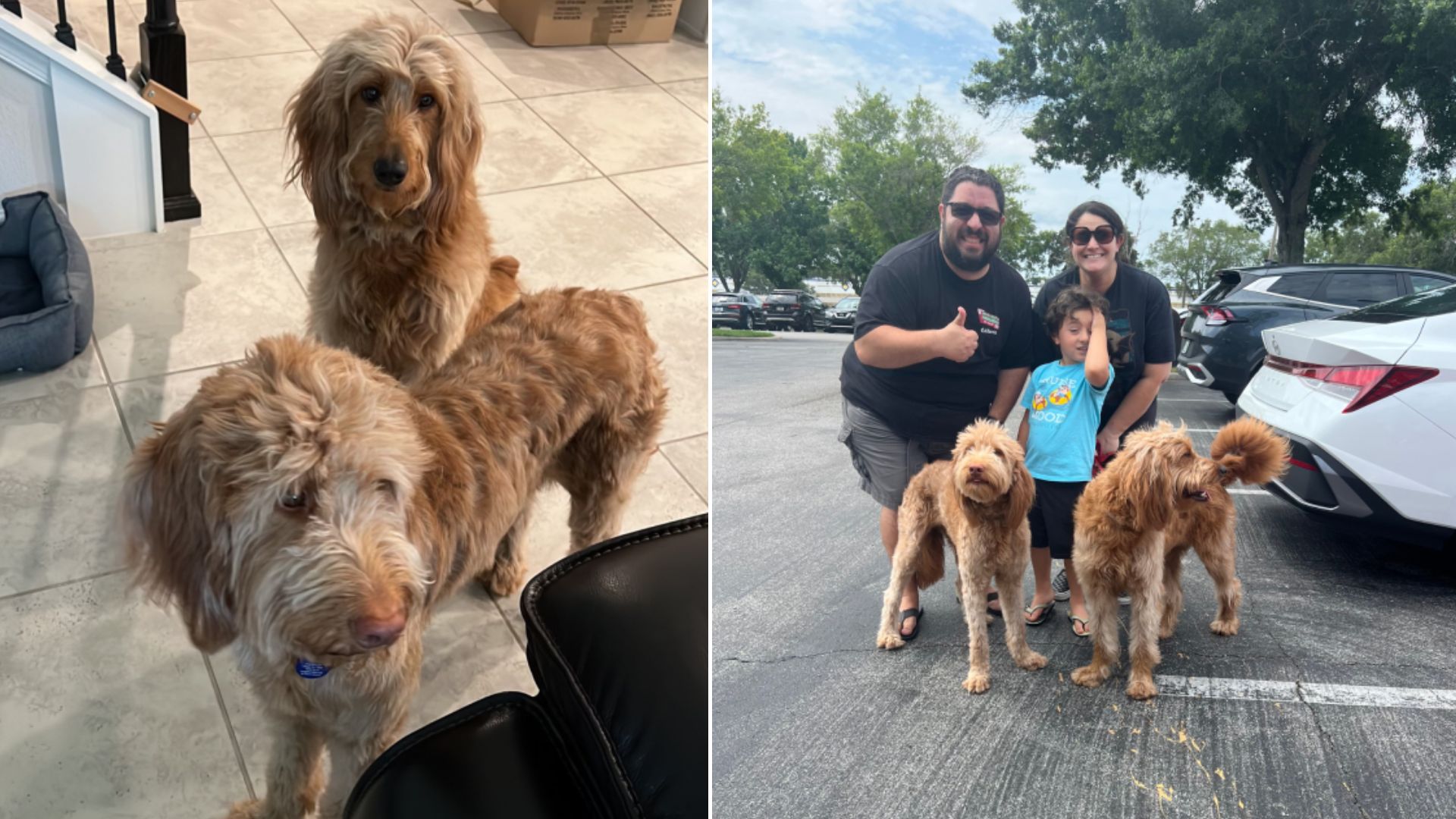 Family Drops Off Their 2 Dogs At Florida Shelter And Leaves Without Looking Back