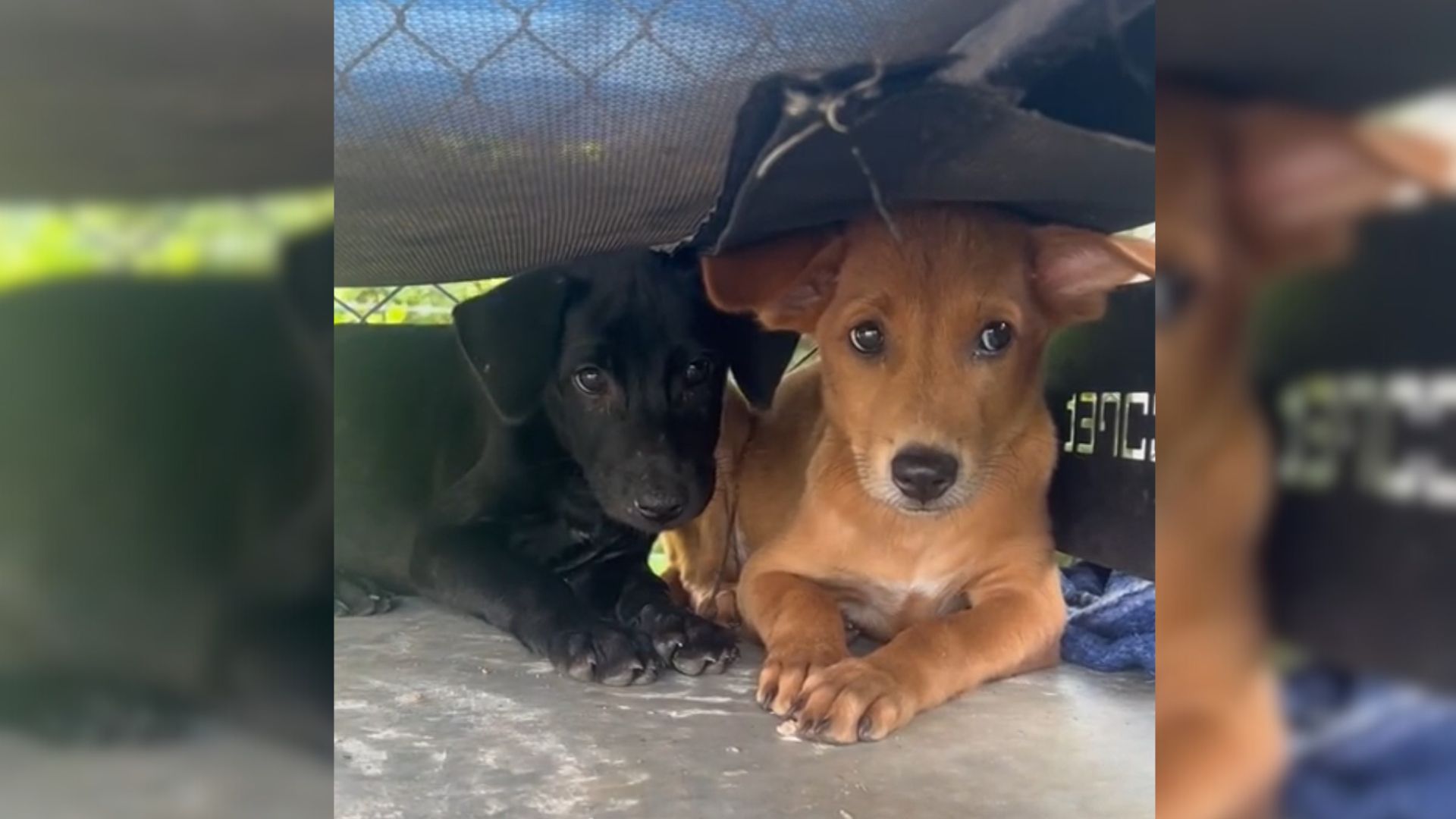 These Doggo Siblings Had Only Each Other After Cruel Humans Threw Stones At Them