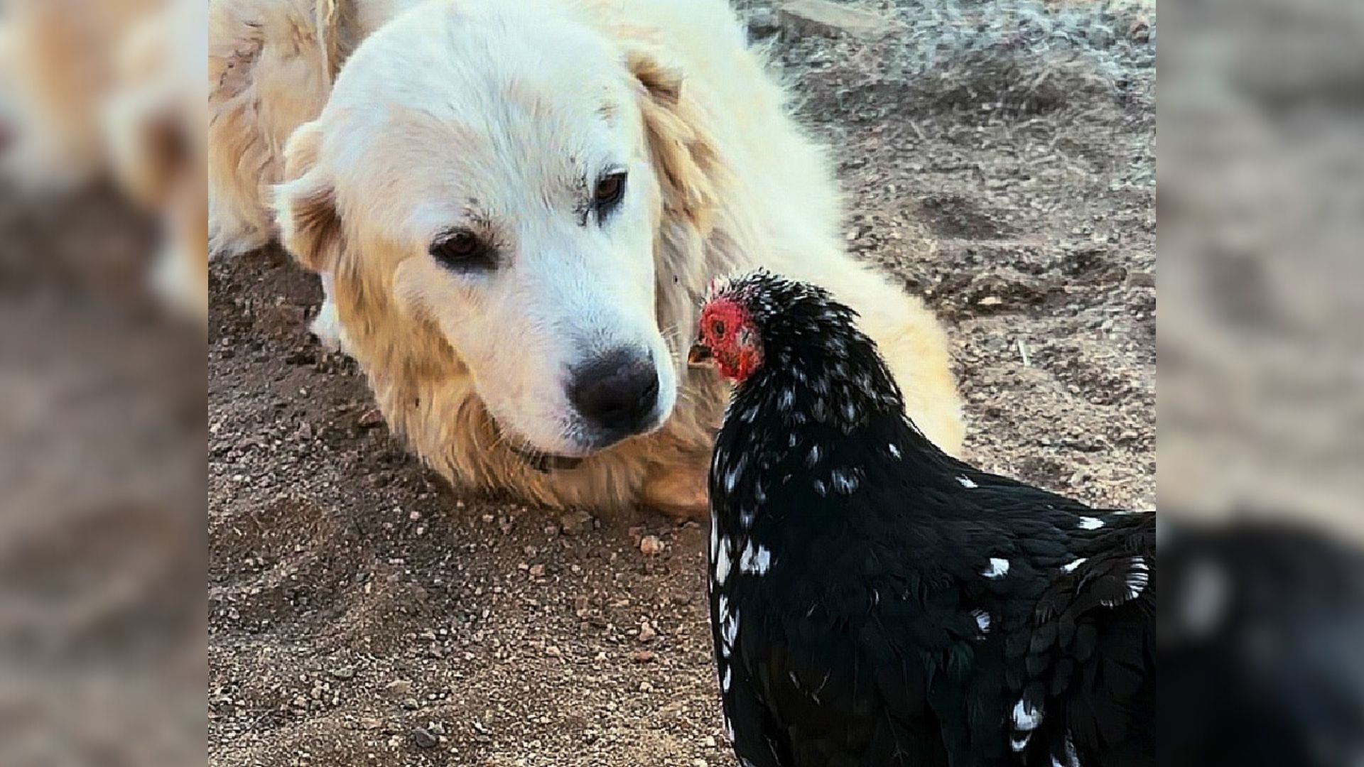 Heartbroken Pup Can’t Stand To Watch A Blind Chicken Being Bullied So She Becomes Her Bodyguard