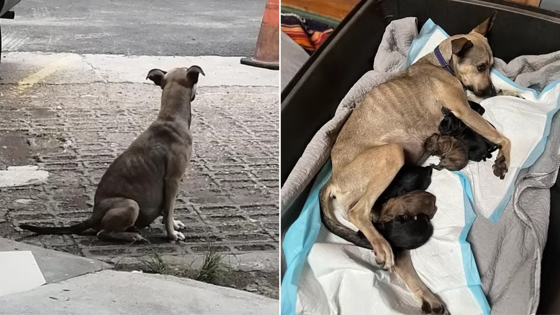 heavily pregnant dog abandoned