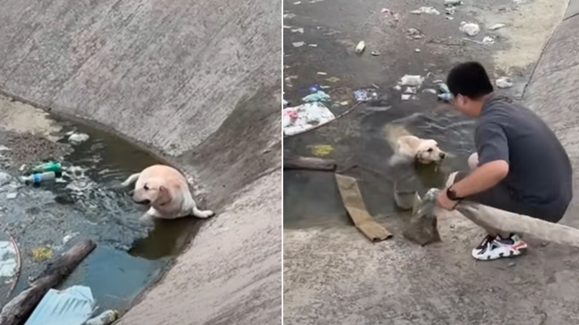 Helpless Pup Who Fell In The River Nearly Gave Up Until Something Incredible Happened