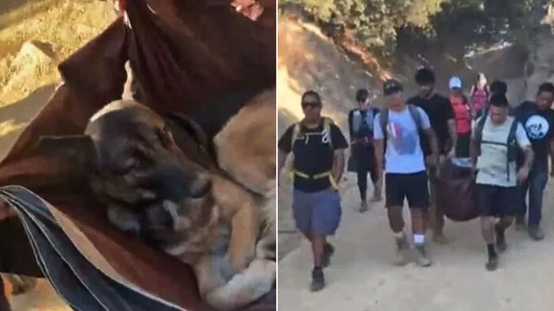 Heroic Hikers Carried Abandoned German Shepherd From The Top Of LA Trail 3 Miles Down