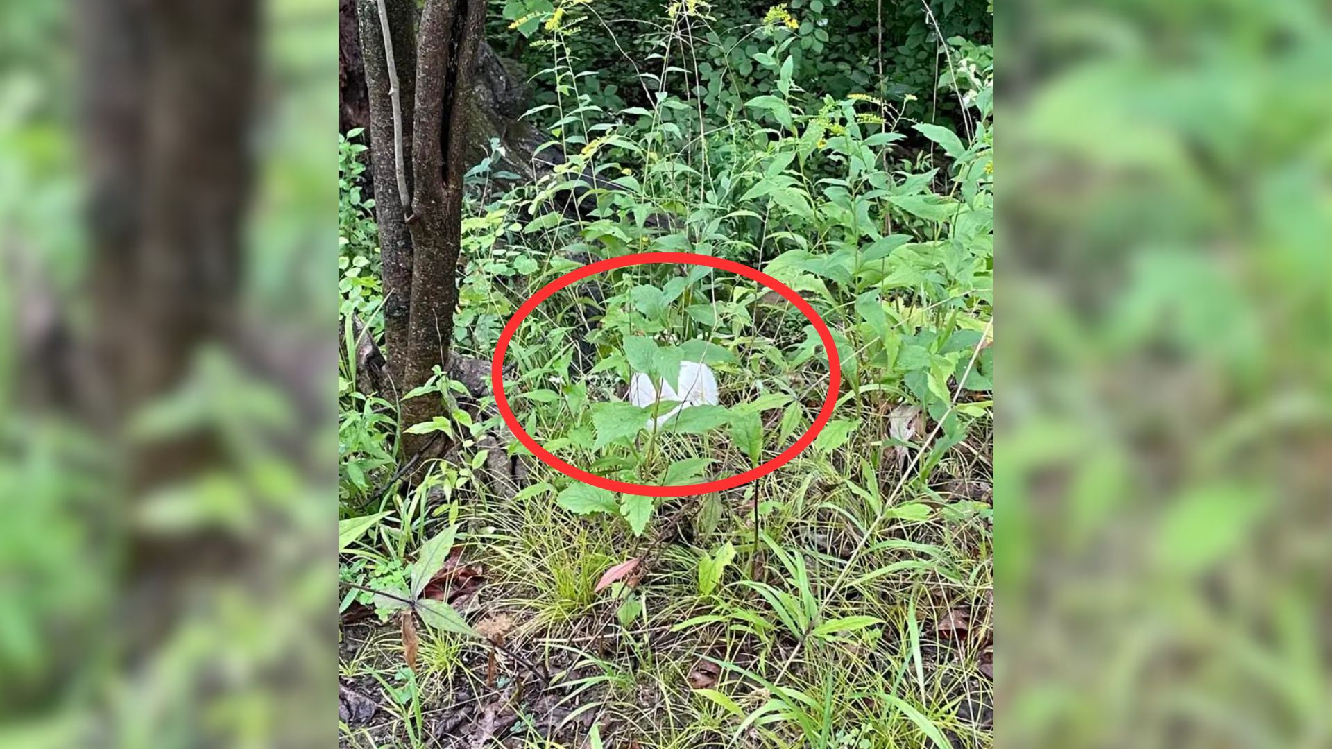 Hikers Discover A White Dot In The Leaves, Only To Be Shocked By What It Is