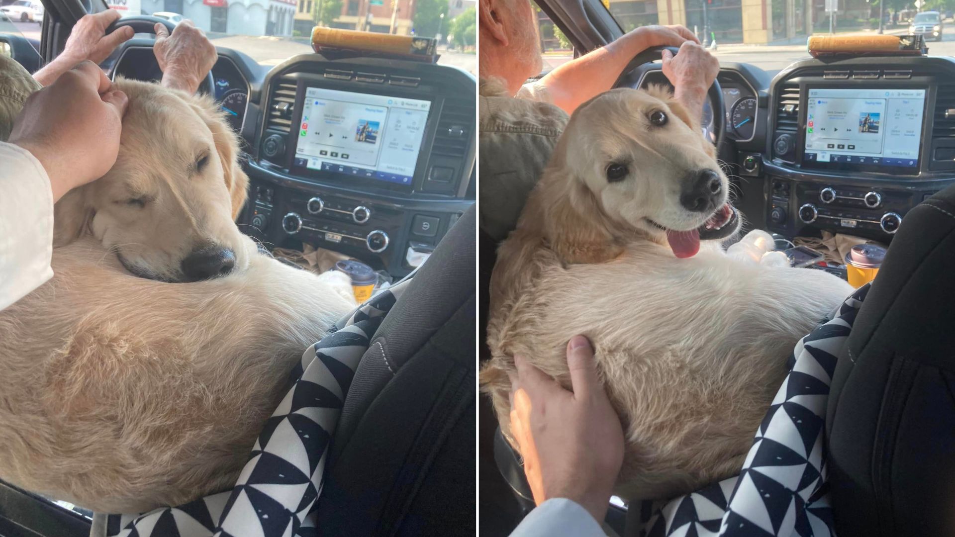 Man Was Pleasantly Surprised To See His Uber Driver Had A Golden Retriever As His Navigator