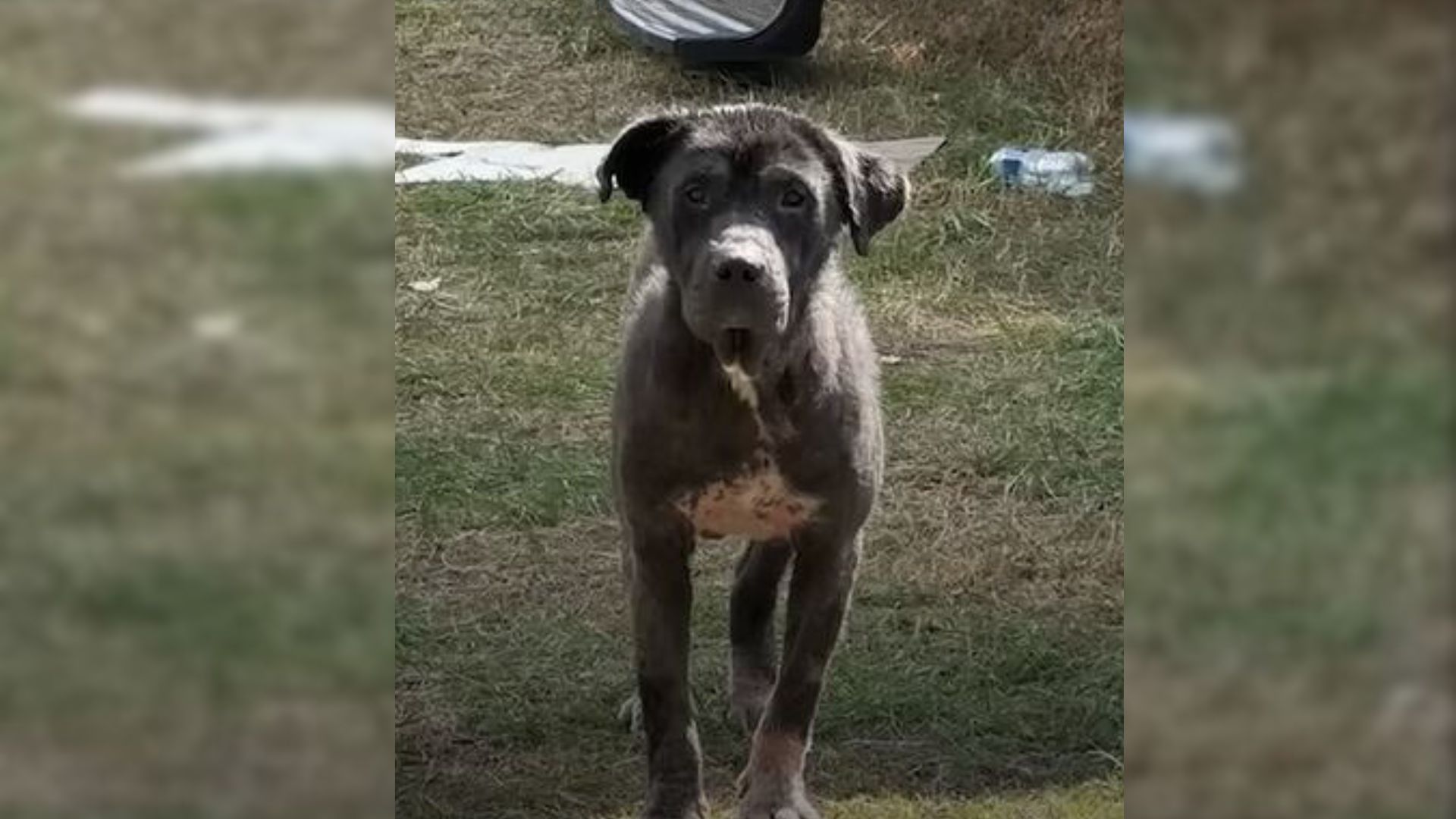 Hopeful Stray Dog Gathers Courage and Walks Into Stranger’s Home Looking Find Love He Knows He Deserves