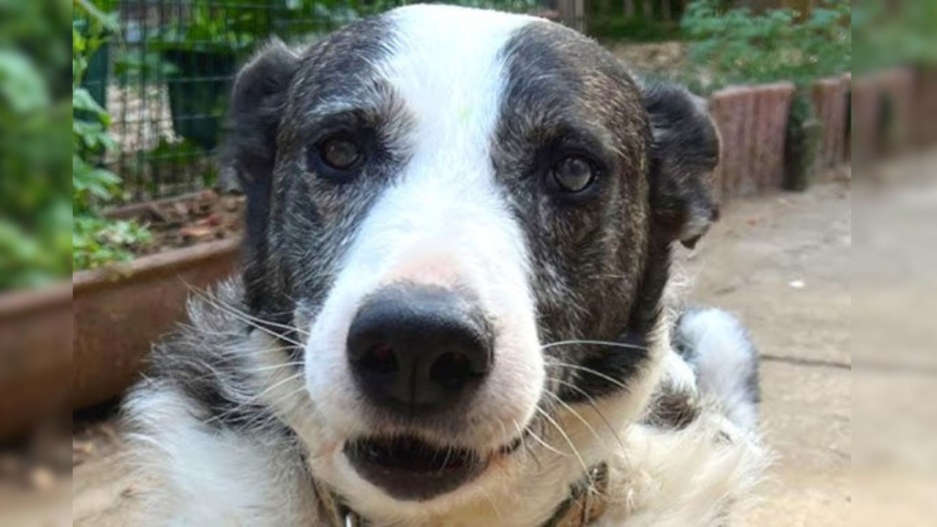 Old Hunting Dog Abandoned After Being Deemed Useless, Then A Kind Human Showed Up