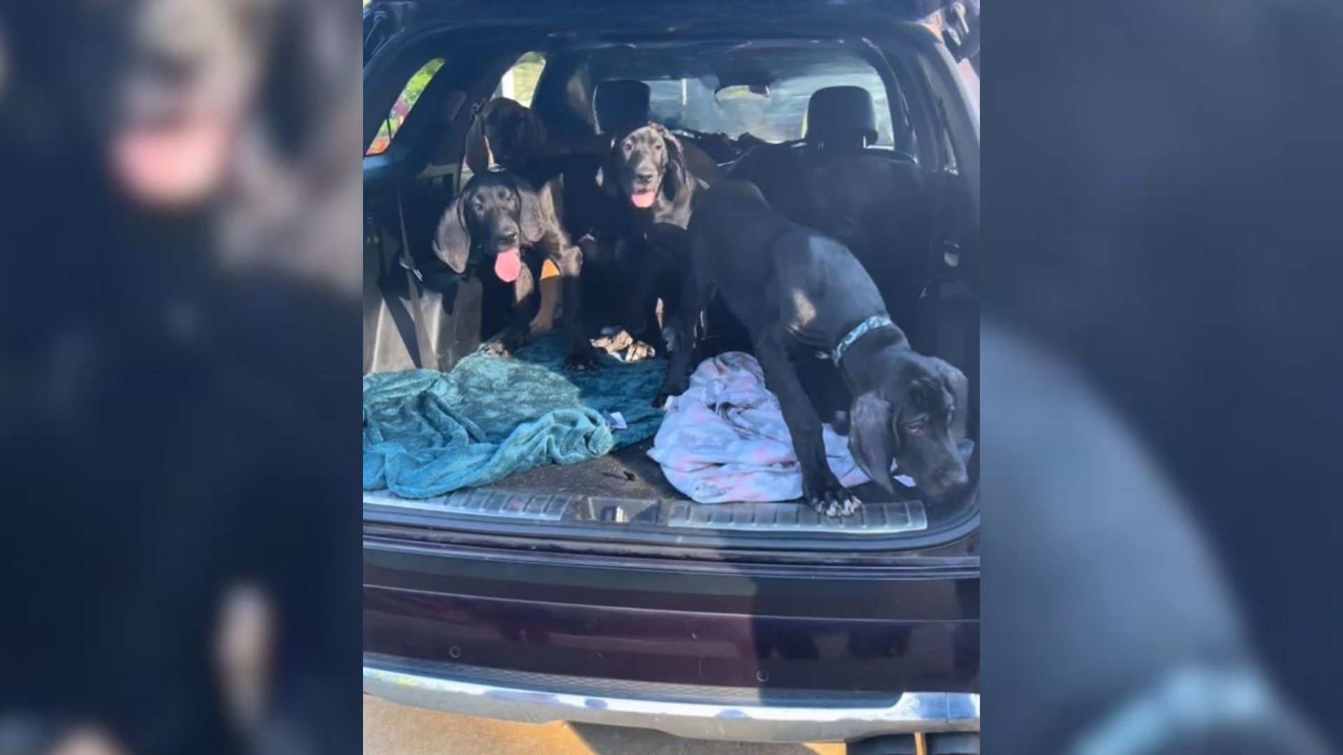 a truck full of great dane pups