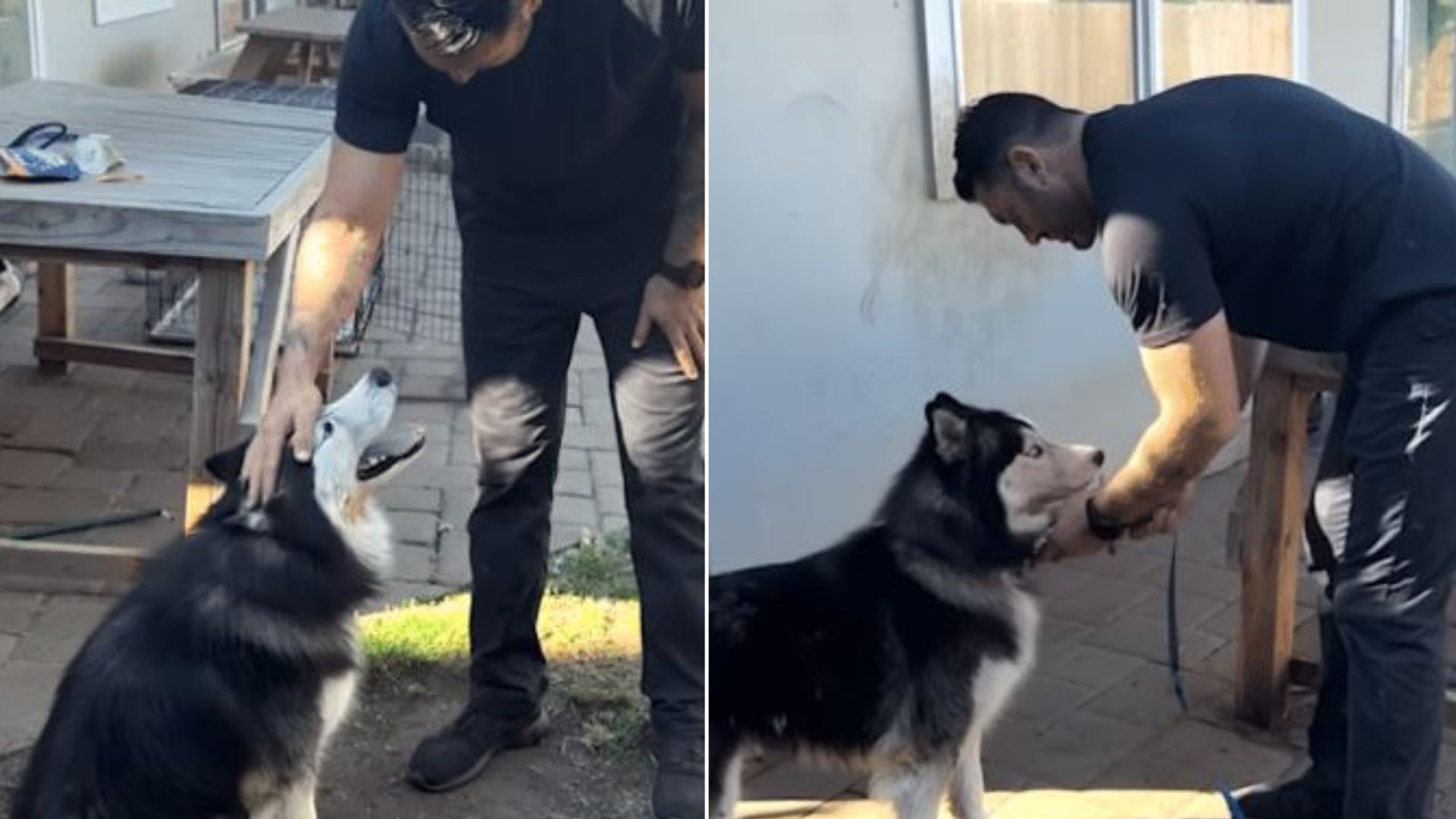 Husky “Trapped” In The Backyard Tastes Freedom For The First Time Thanks To The Kind Neighbor