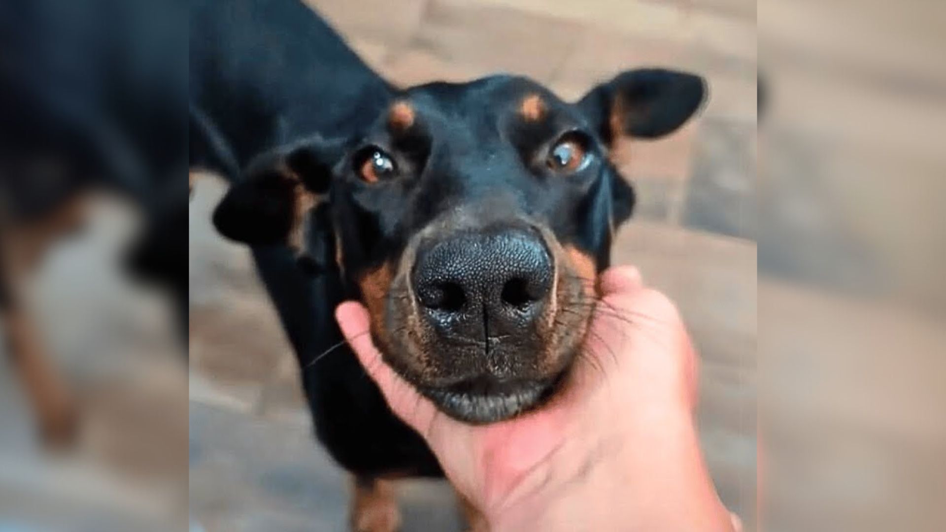 Dog Injured In Car Accident Finds Home, Then Ends Up At Shelter After Neglect