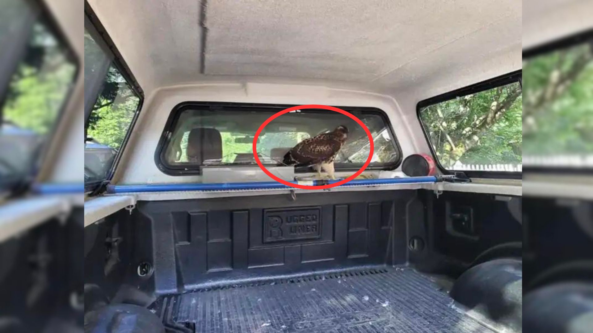 Kayaker Shocked To Find A Huge Animal Waiting For Him In The Back Of His Truck