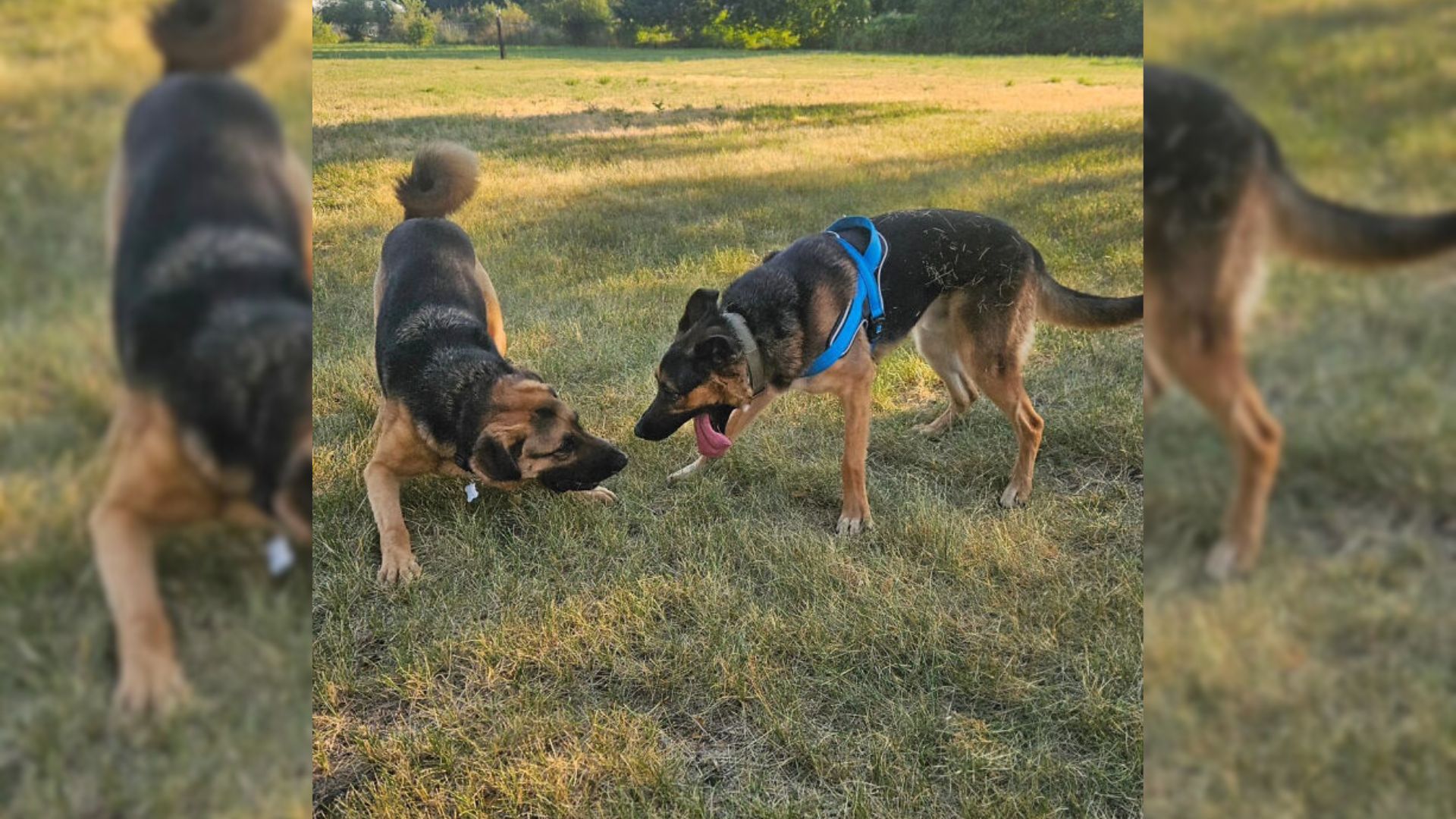 Kind Family Realized A Dog They Wanted To Adopt Has A Best Friend So They Took Him In Too