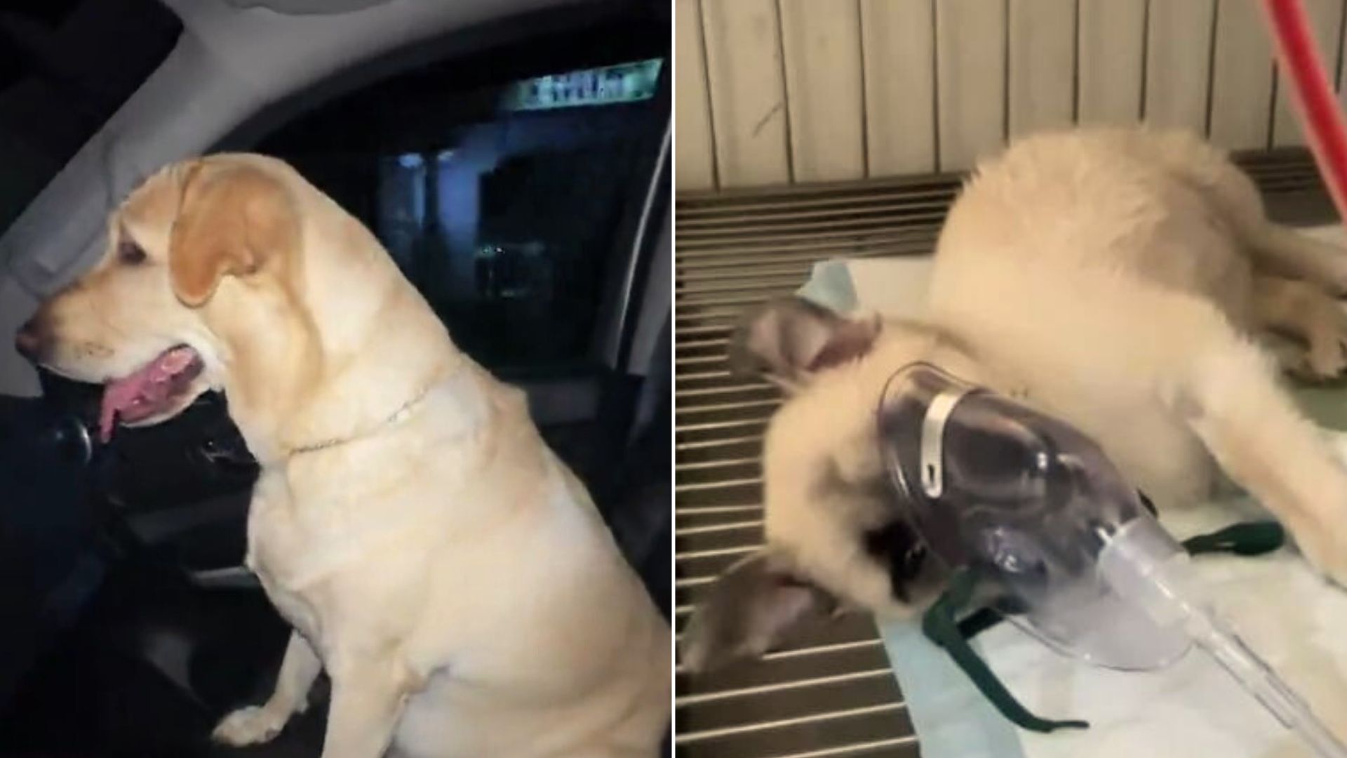 Lab Mix Donated Blood In The Middle Of The Night And Saved One Puppy’s Life