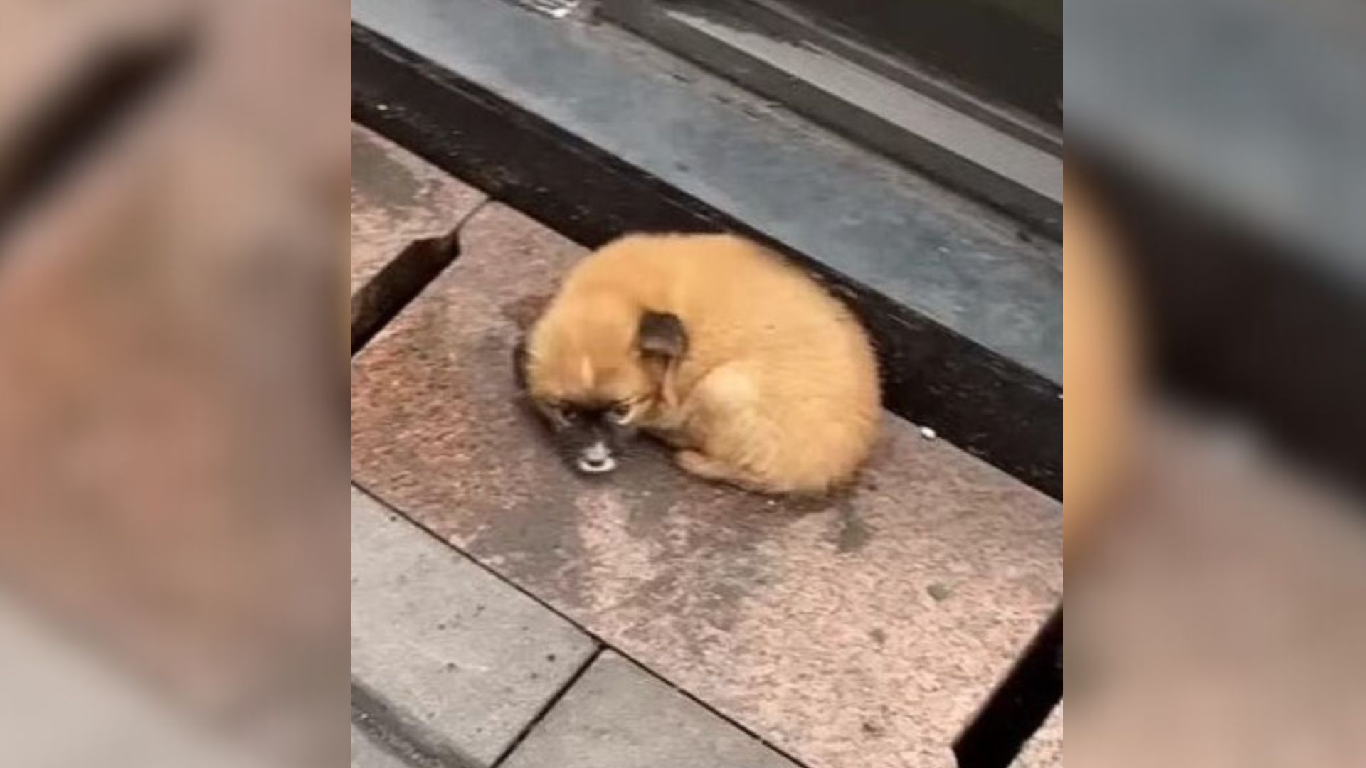 Little Puppy Dumped In Front Of A Restaurant Was Pleading For Help With Her Eyes Filled With Sadness