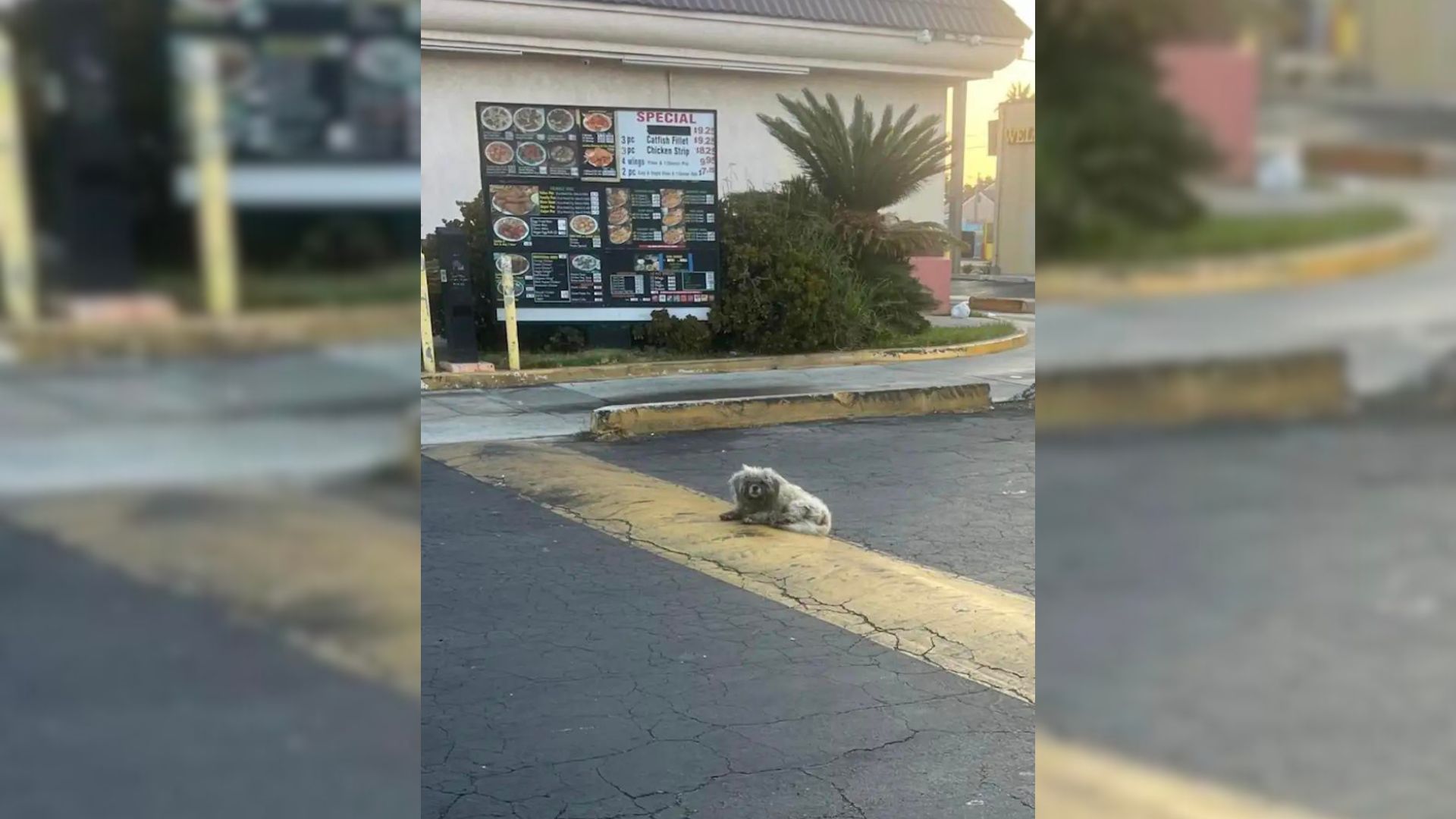 Lonely Dog Sleeping Near A Restaurant Hoped To Get Help